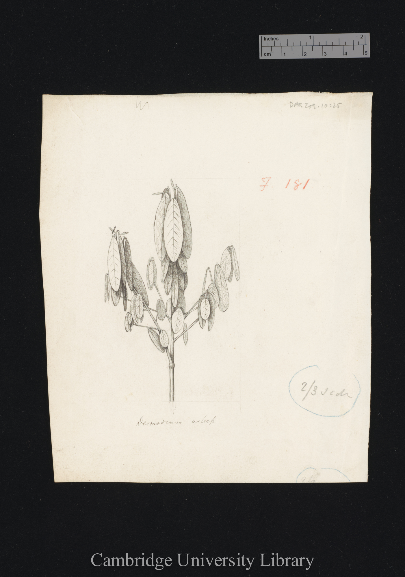Desmodium gyrans (asleep) [fig 180]