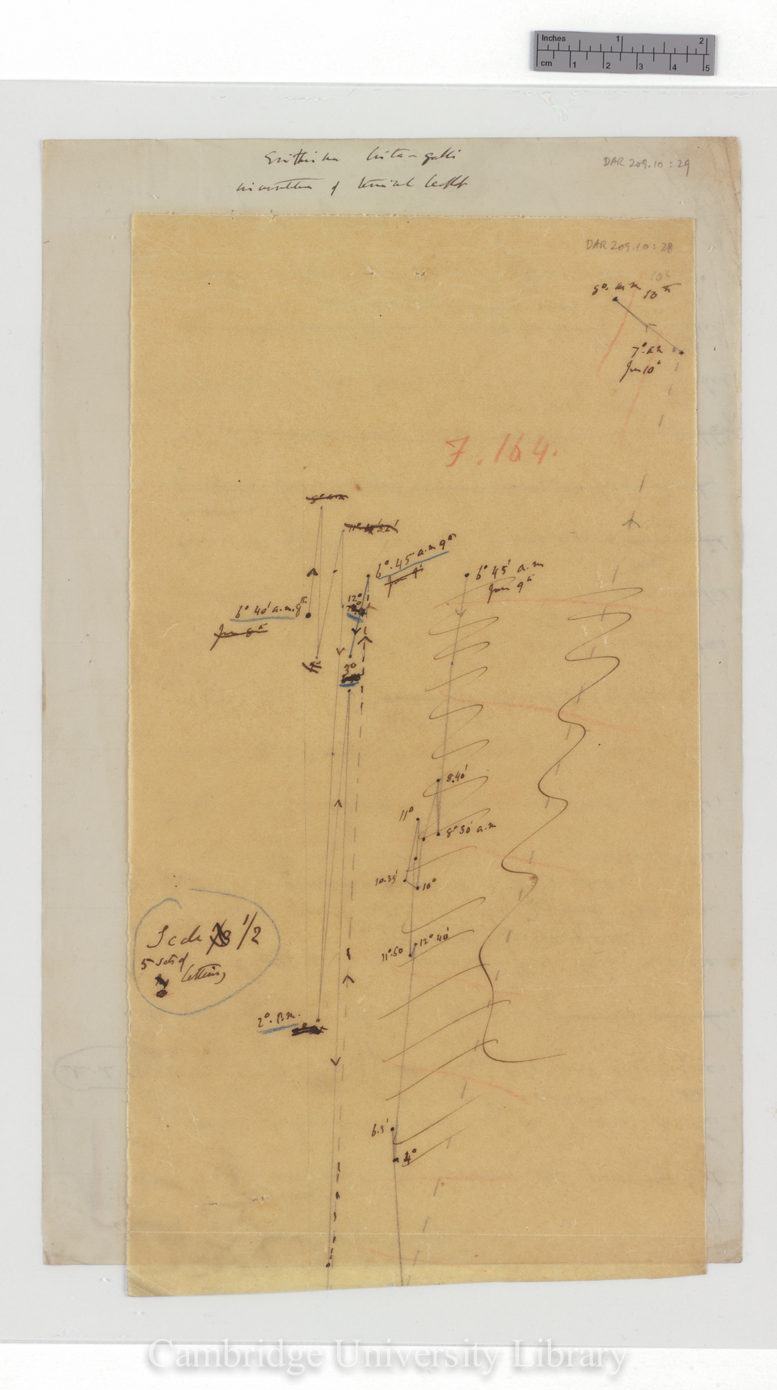 Erythrina crista-galli [fig 164] [tracing with backing sheet]