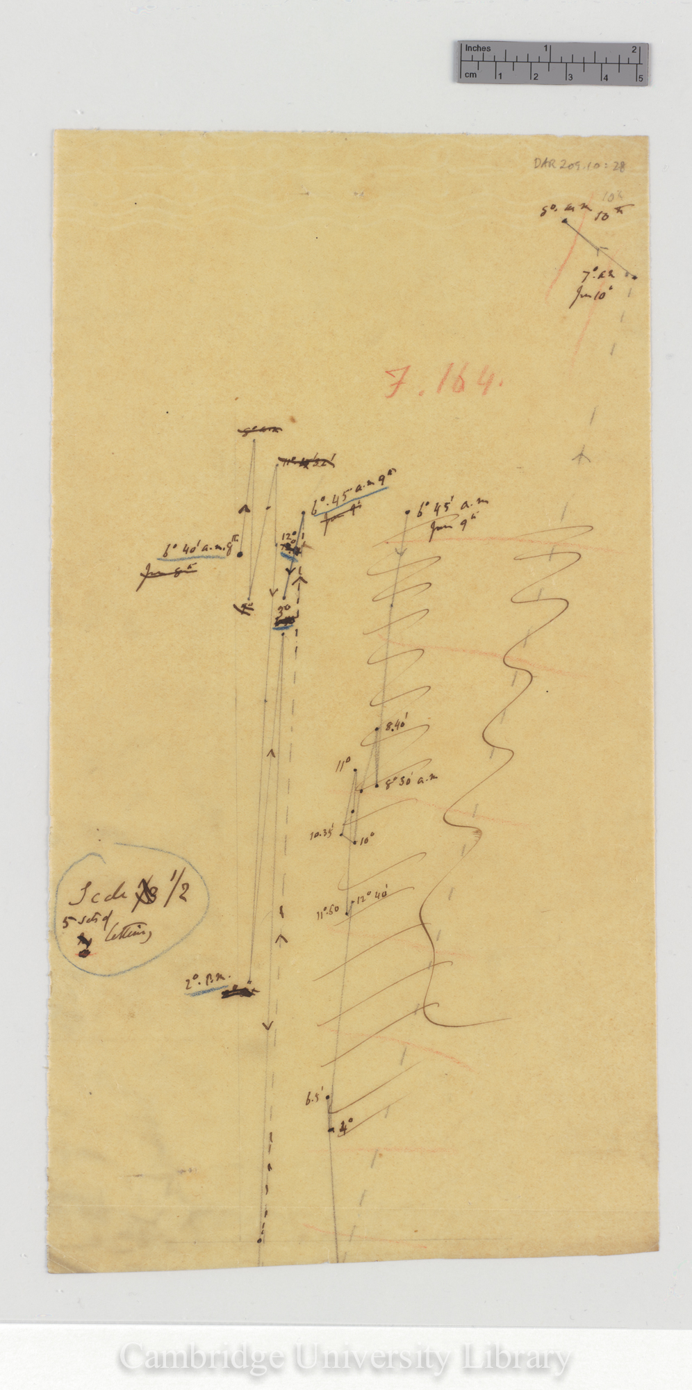 Erythrina crista-galli [fig 164] [tracing]