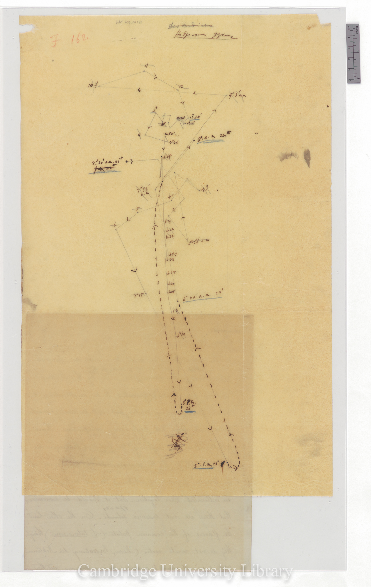 Hedysarum gyrans [ie Desmodium] [fig 162] [tracing with backing sheet]