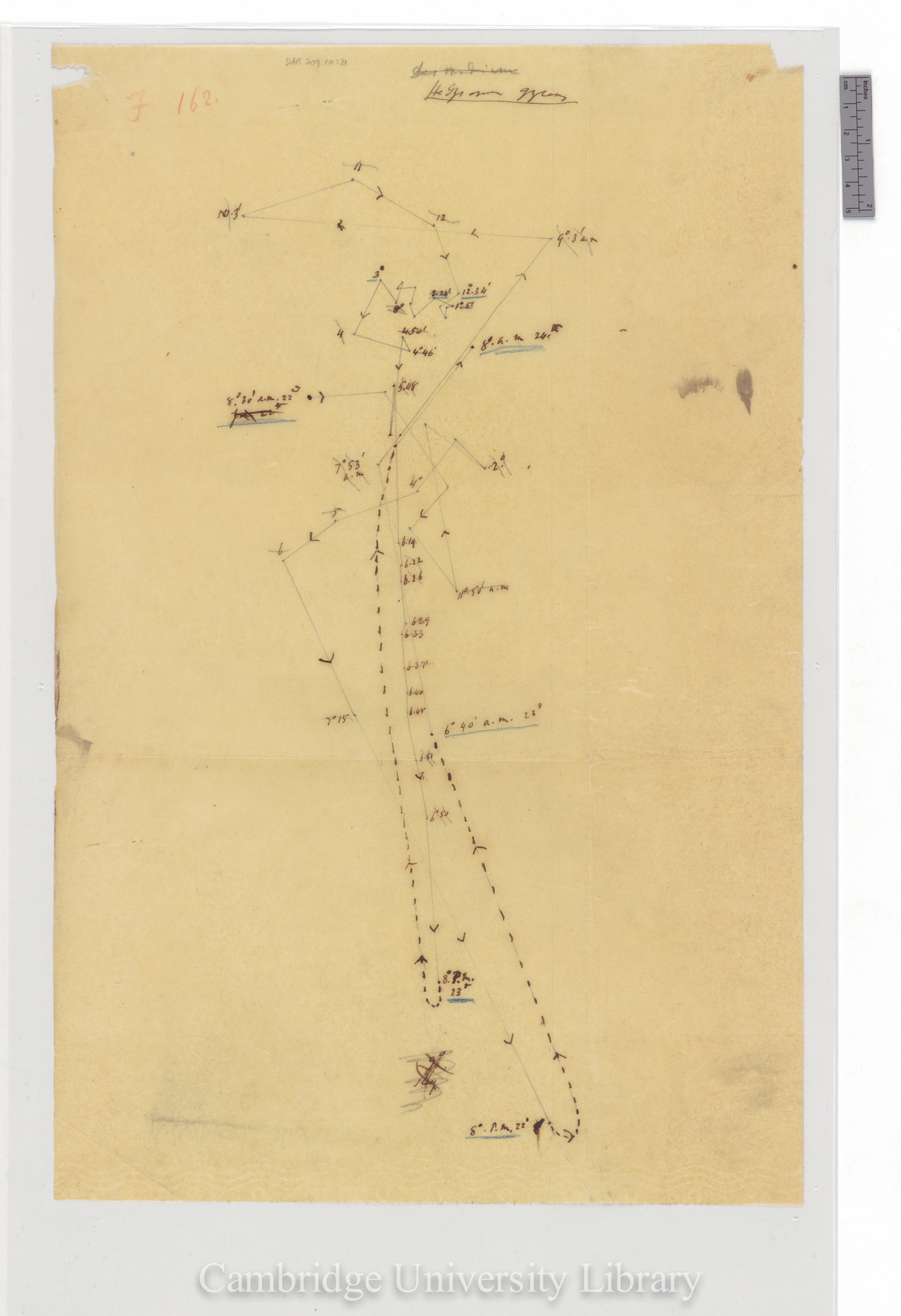 Hedysarum gyrans [ie Desmodium] [fig 162] [tracing]