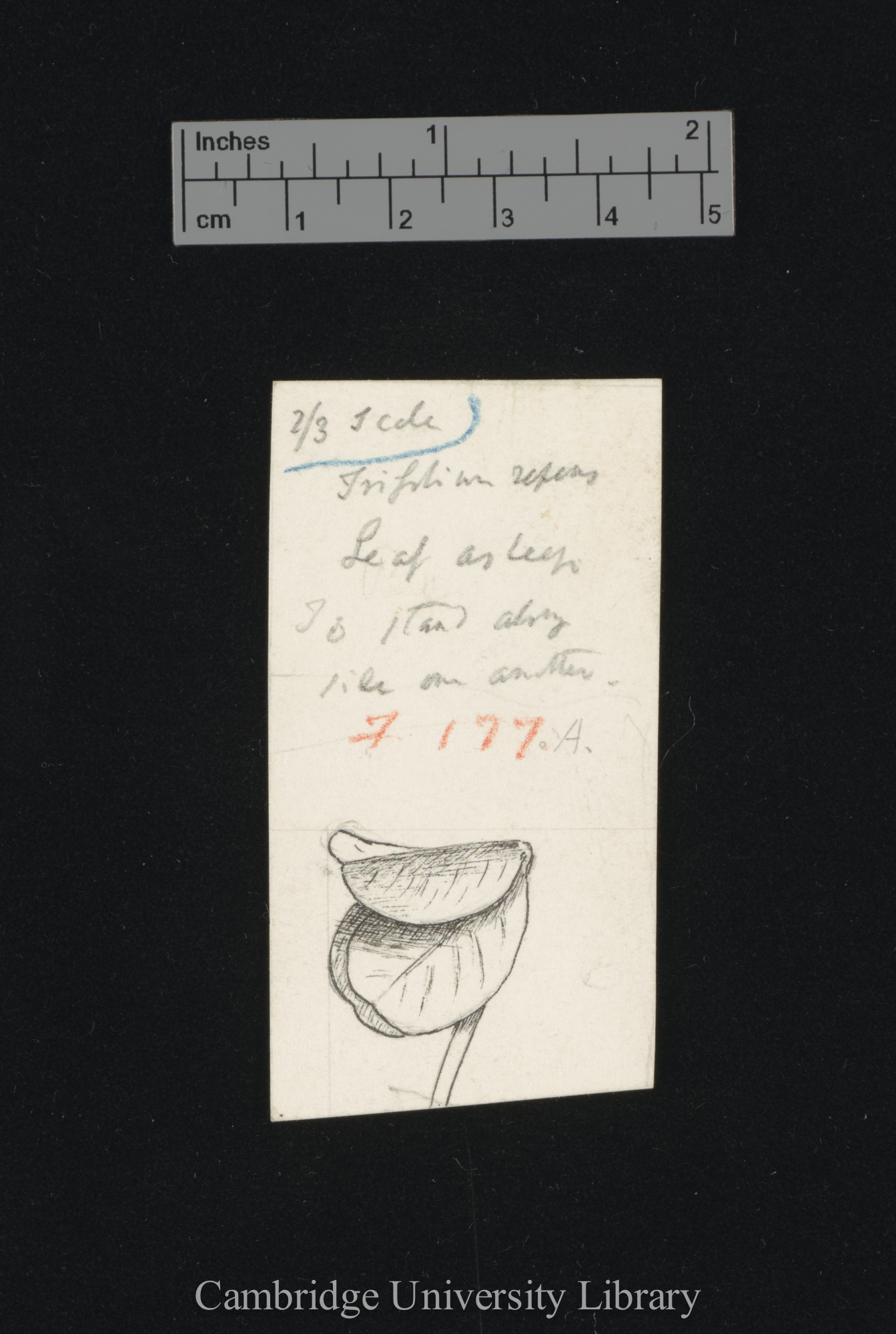 Trifolium repens [fig 177]