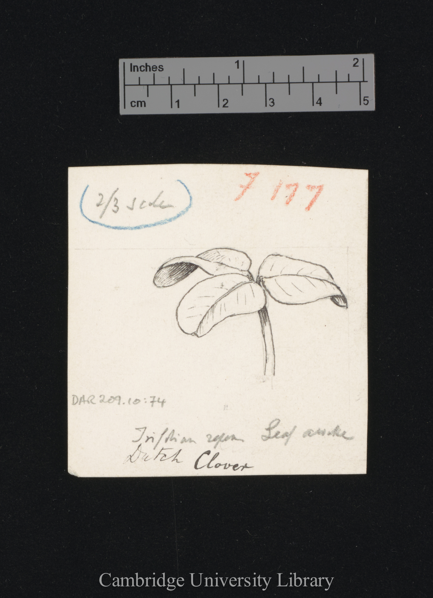 Trifolium repens [fig 177]