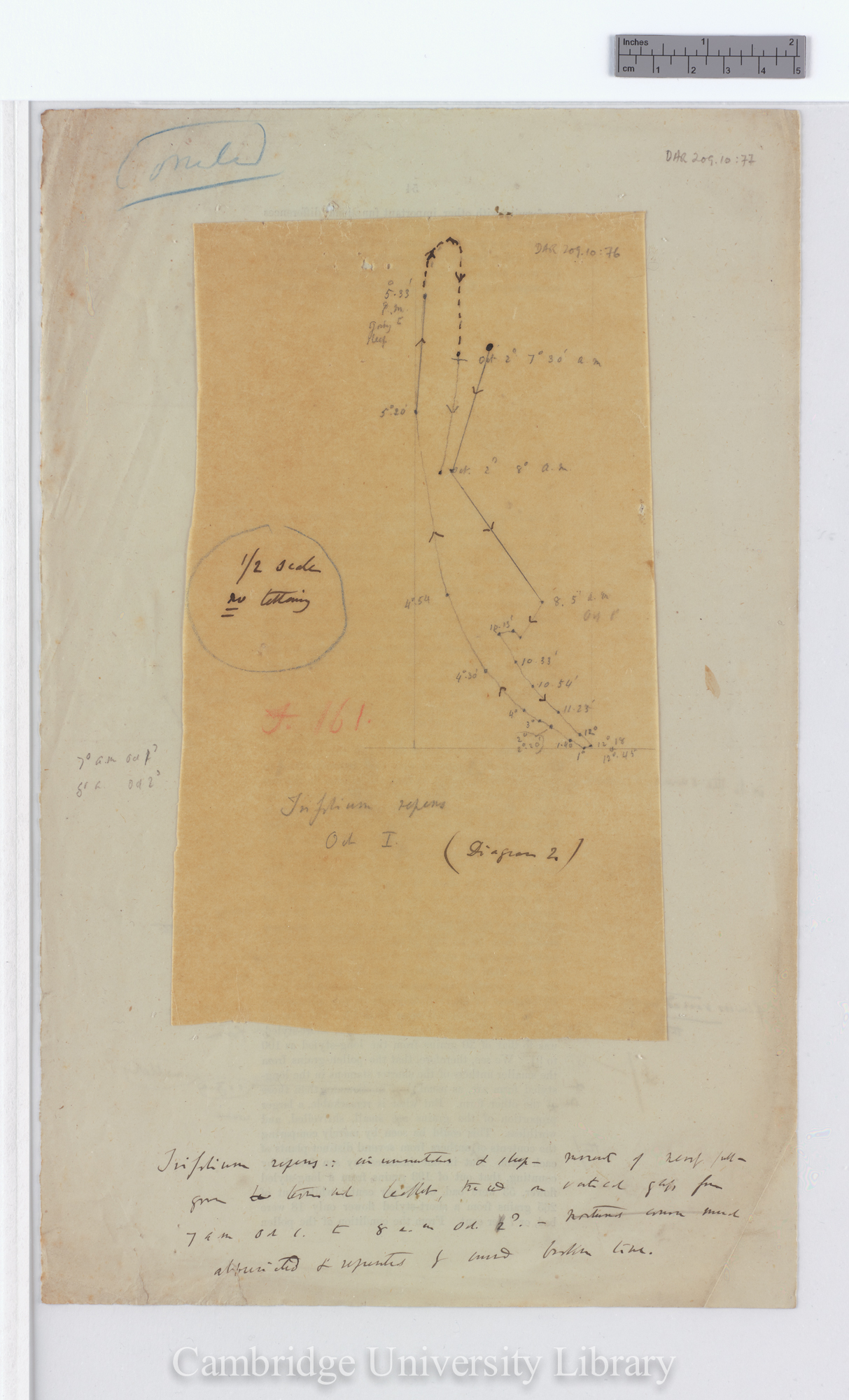 Trifolium repens [fig 161] [tracing with backing sheet]