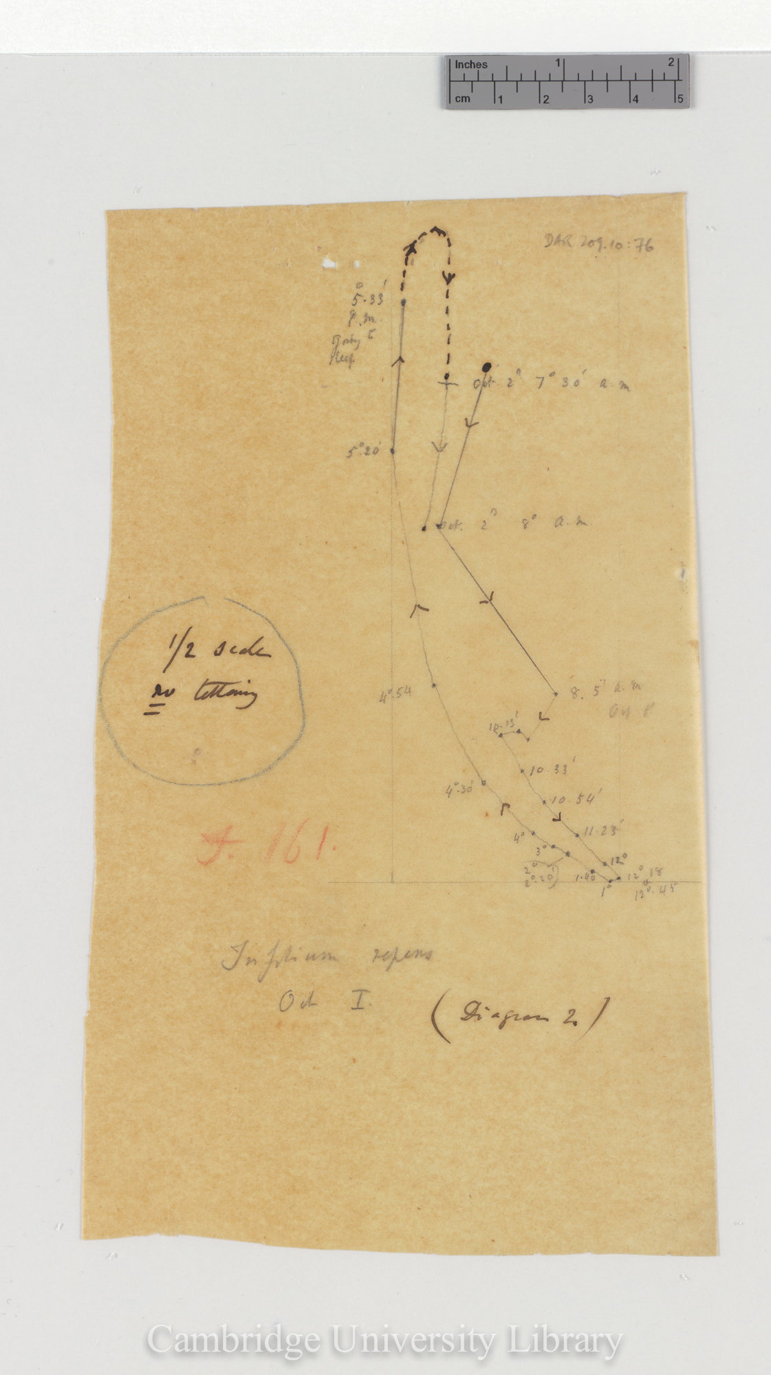 Trifolium repens [fig 161] [tracing]