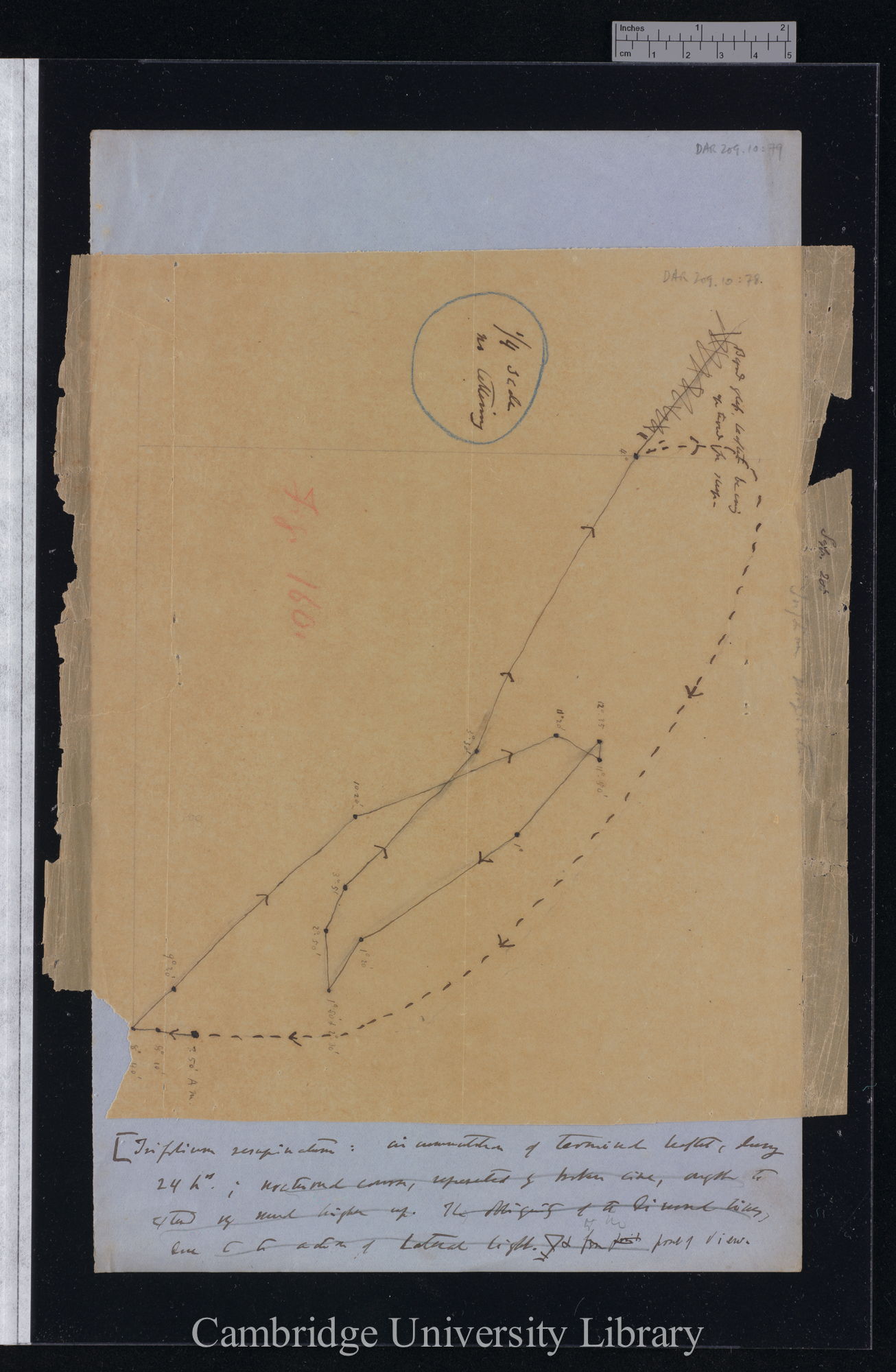 Trifolium resupinatum [fig 160] [tracing with backing sheet]