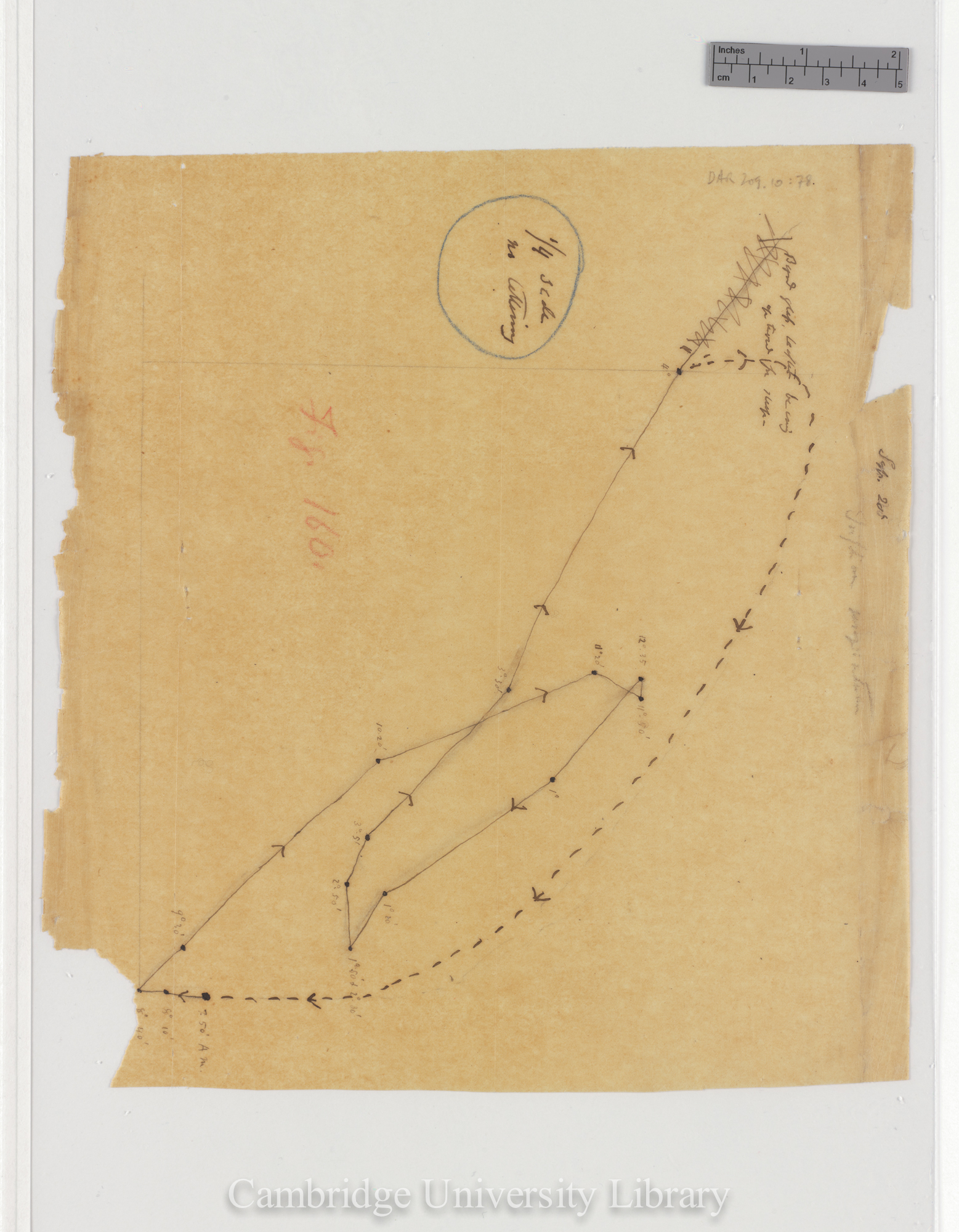 Trifolium resupinatum [fig 160] [tracing]