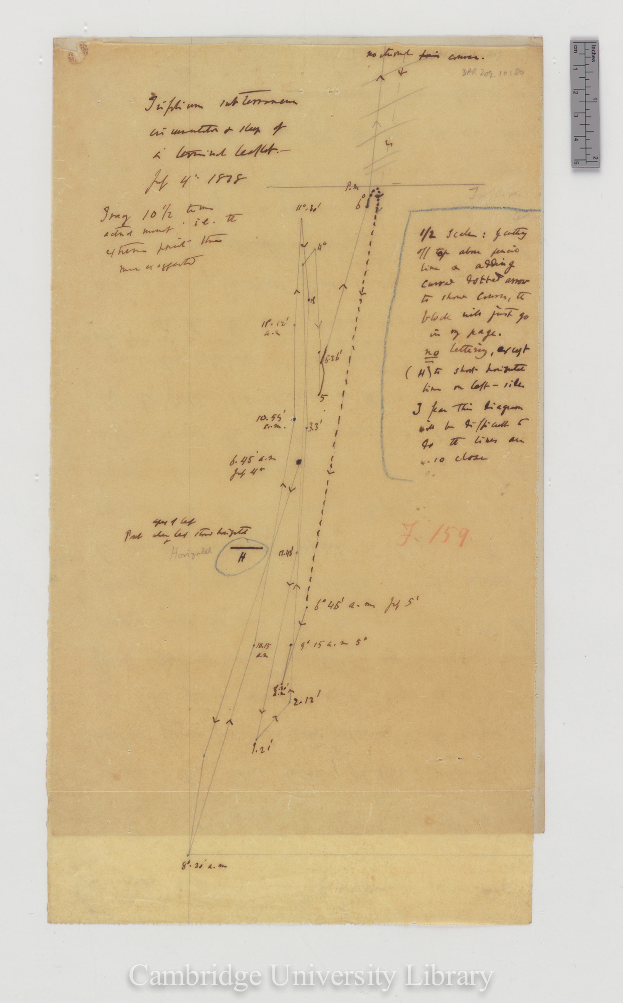 Trifolium subterraneum [fig 159] [tracing with backing sheet]