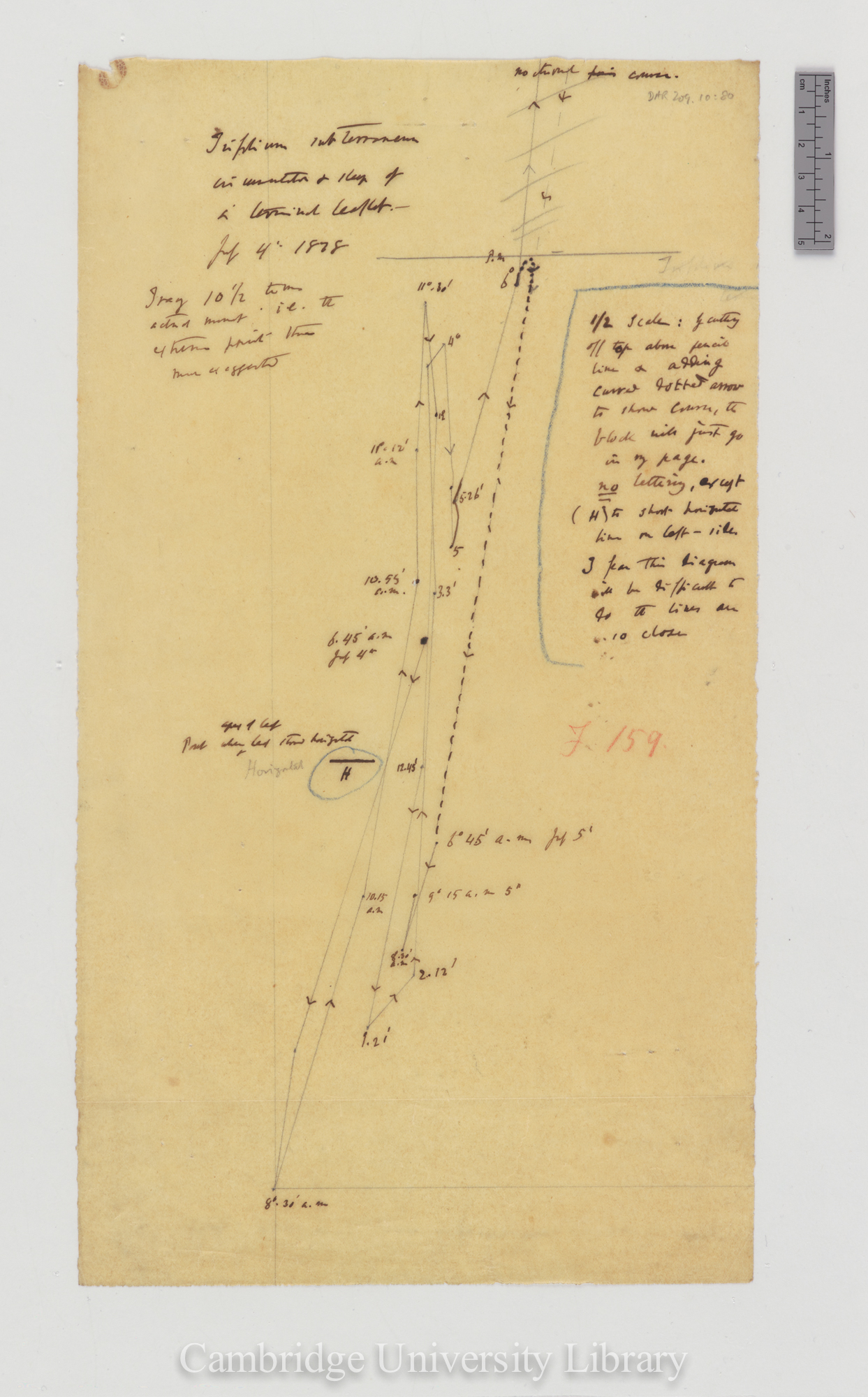 Trifolium subterraneum [fig 159] [tracing]