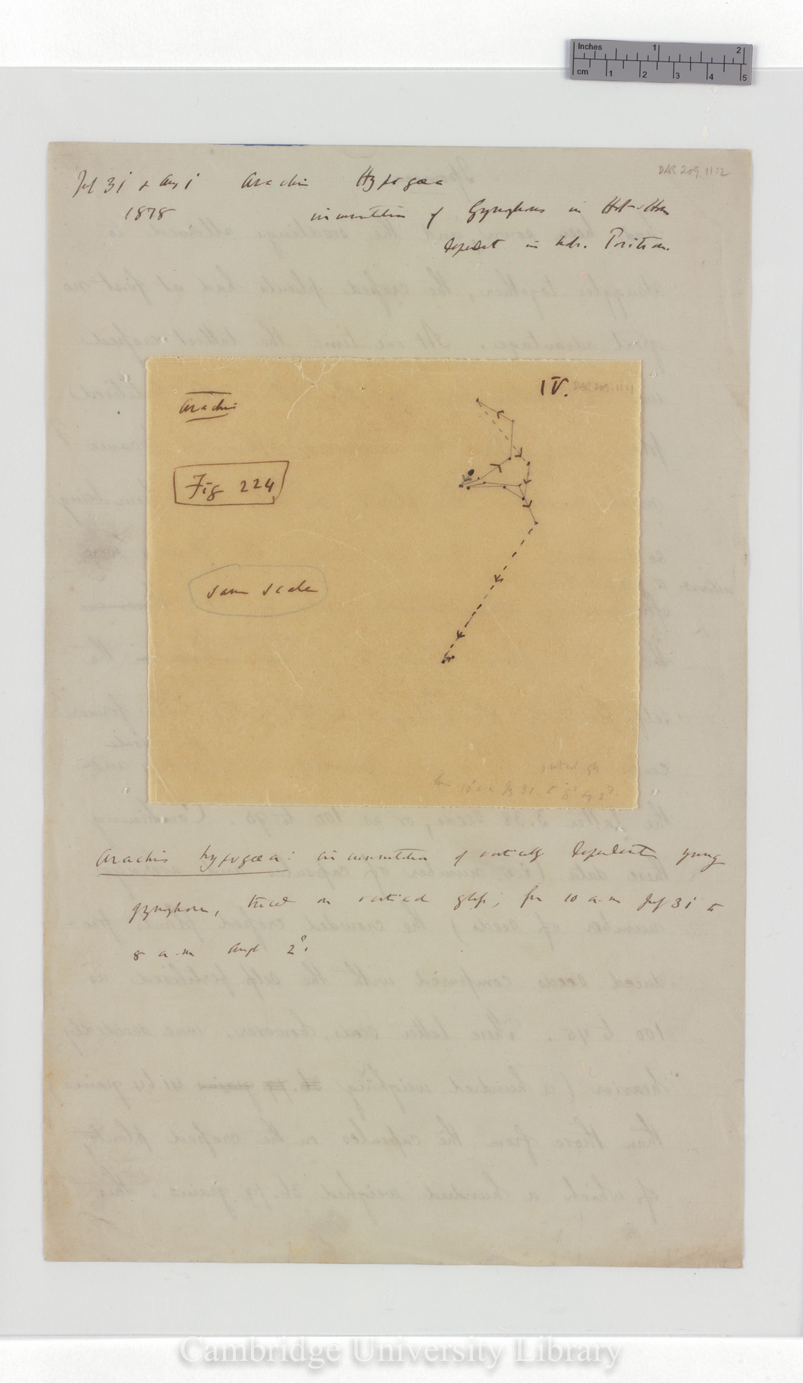 Arachis hypogaea [fig 224] [tracing with backing sheet]