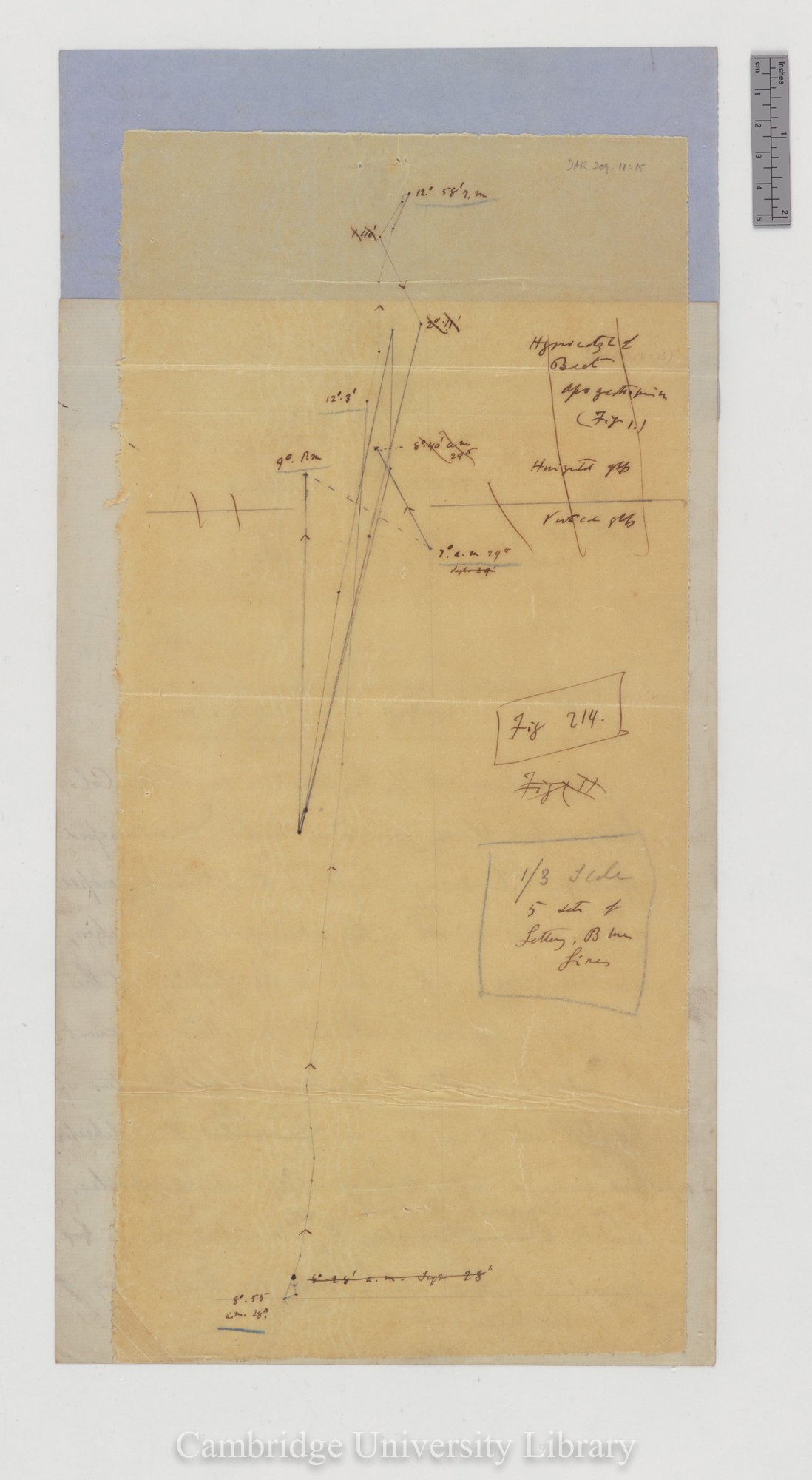 Beta vulgaris [fig 214] [tracing with backing sheet]