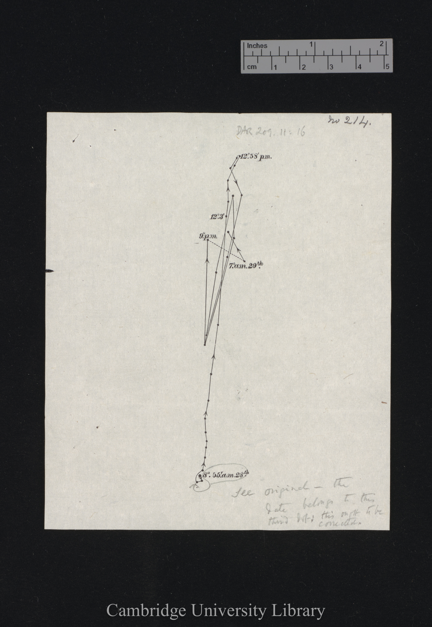 Beta vulgaris [fig 214]