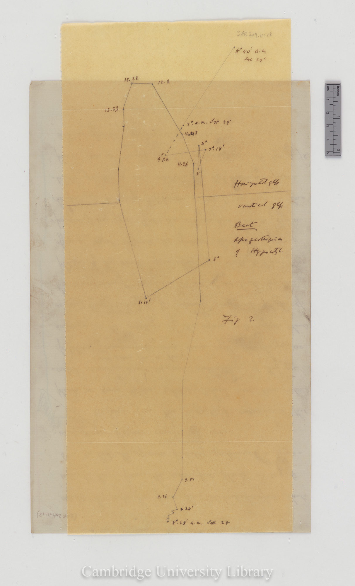 Beta vulgaris [fig 2] [tracing with backing sheet]