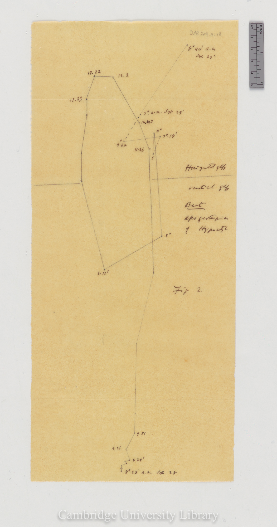 Beta vulgaris [fig 2] [tracing]