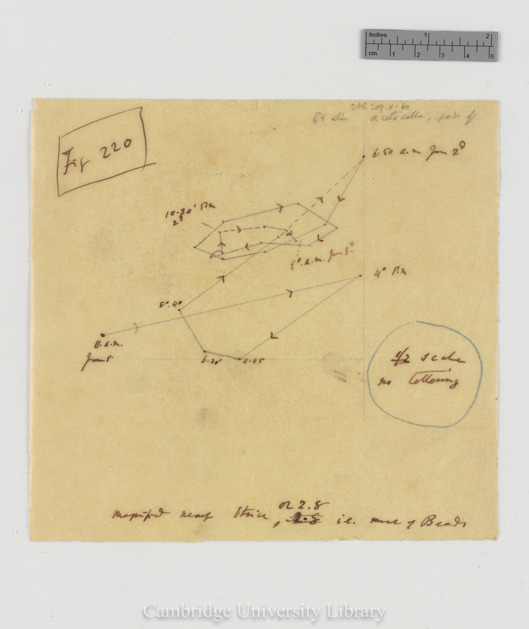 Oxalis acetosella [fig 220] [tracing]