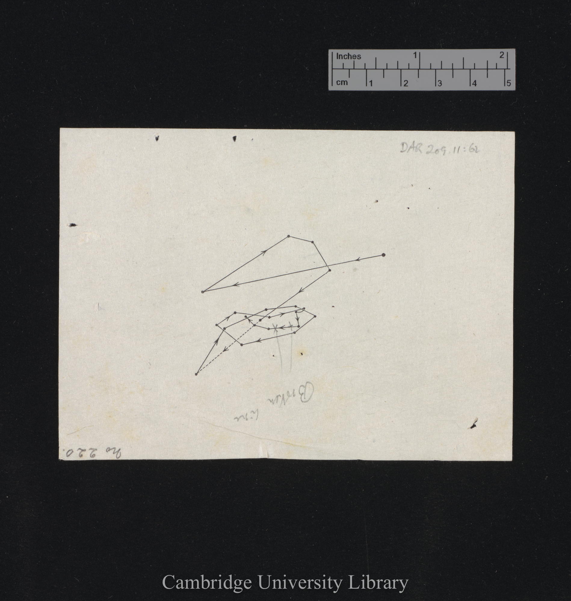 Oxalis acetosella [fig 220]