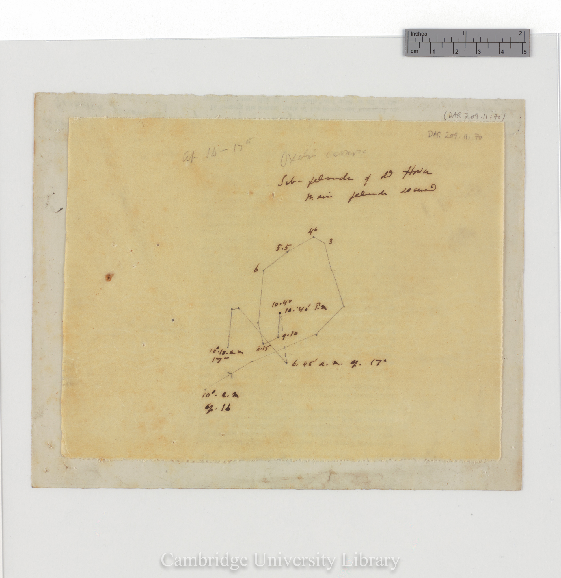 Oxalis carnosa [tracing with backing sheet]