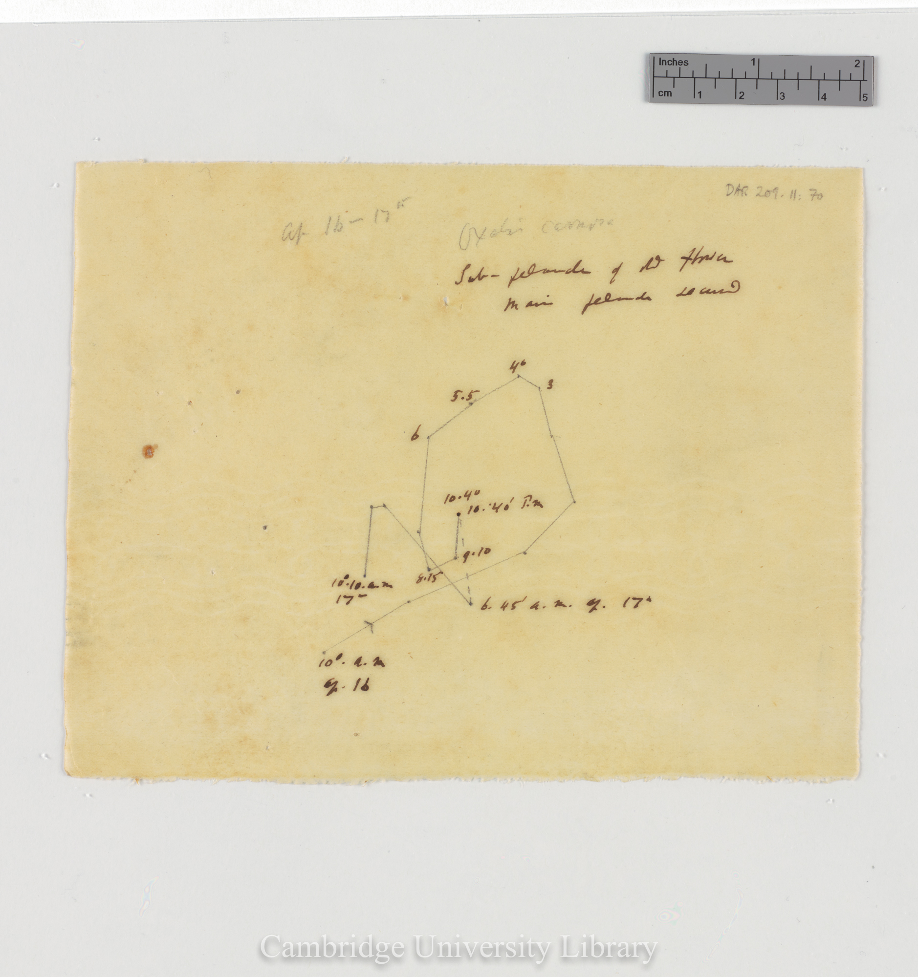 Oxalis carnosa [tracing]