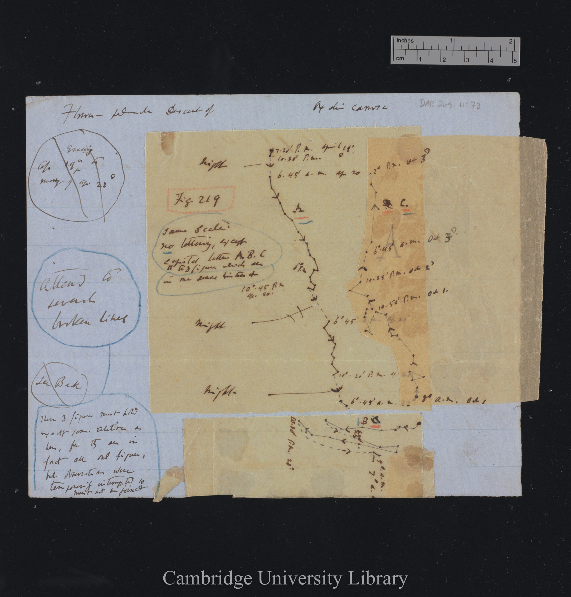 Oxalis carnosa [fig 219]