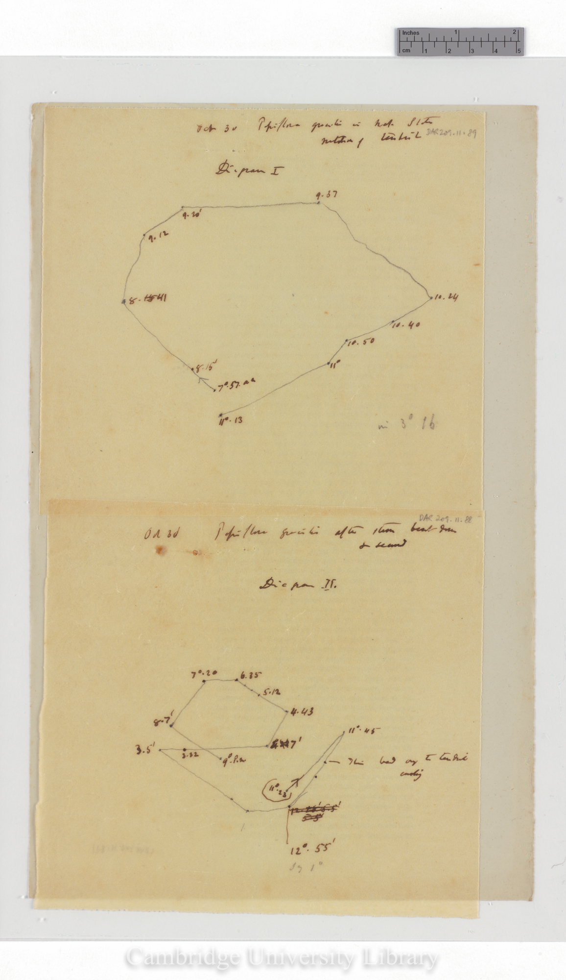 Passiflora gracilis [tracings with backing sheet]