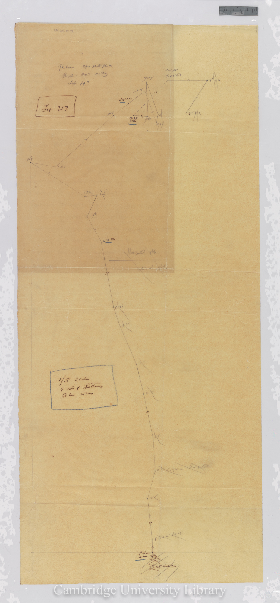 Phalaris [fig 217] [tracing with backing sheet]