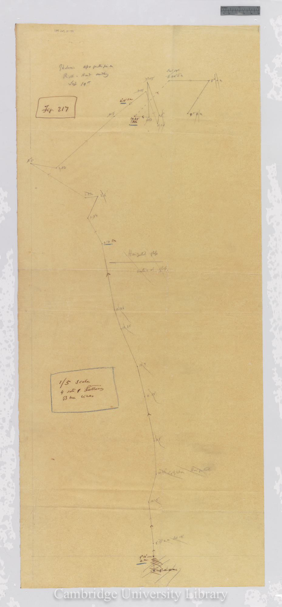 Phalaris [fig 217] [tracing]