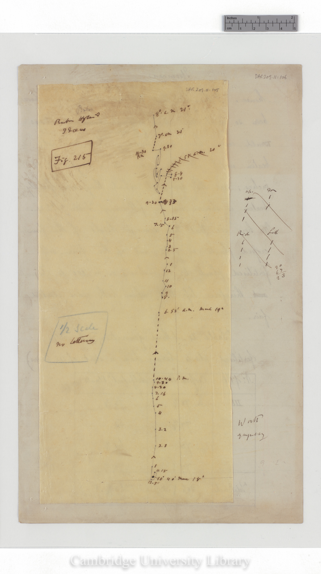 Rubus idaeus hybrid [fig 215] [tracing with backing sheet]