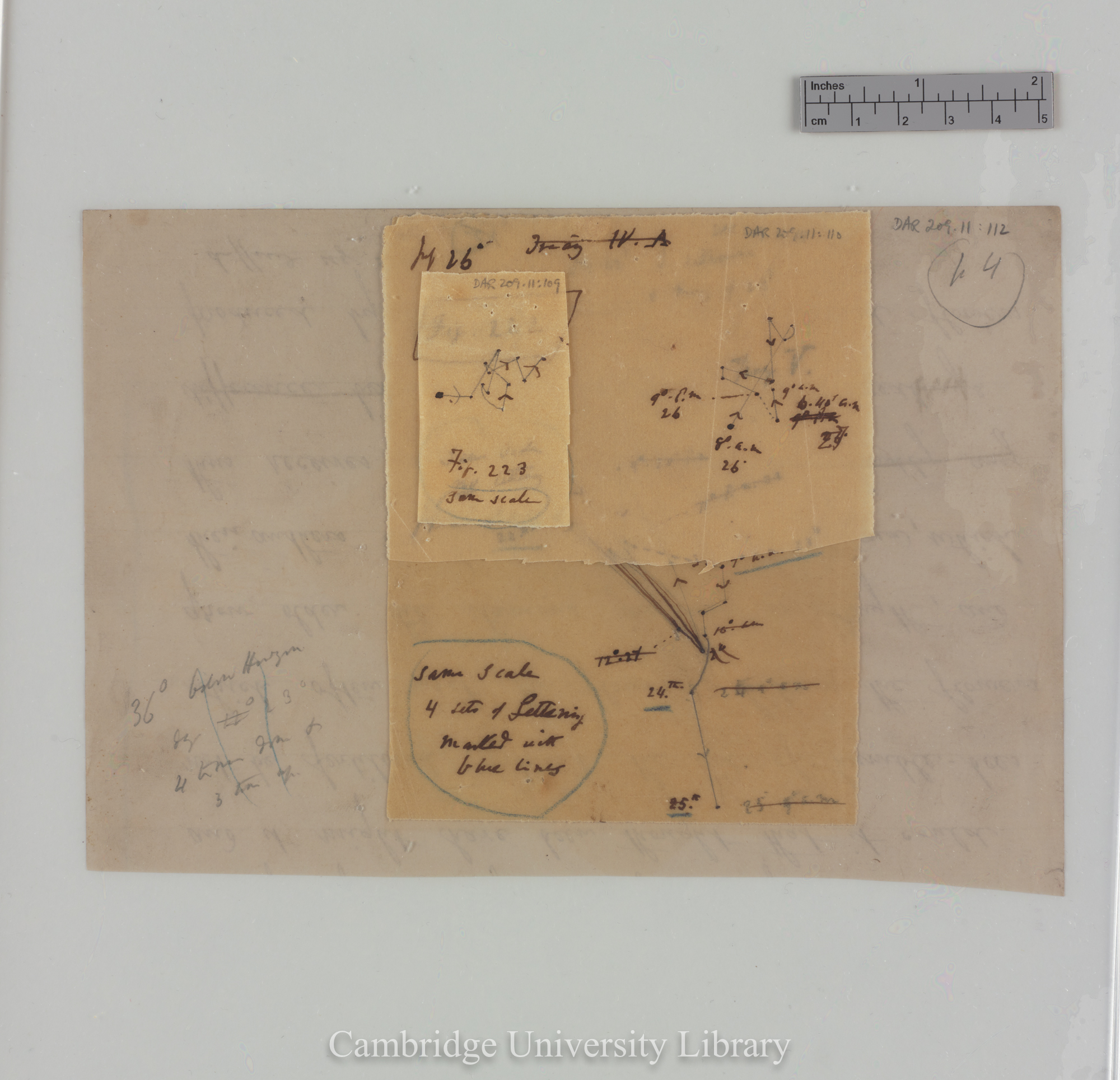 Trifolium subterraneum [figs 221-223] [tracings with backing sheet]