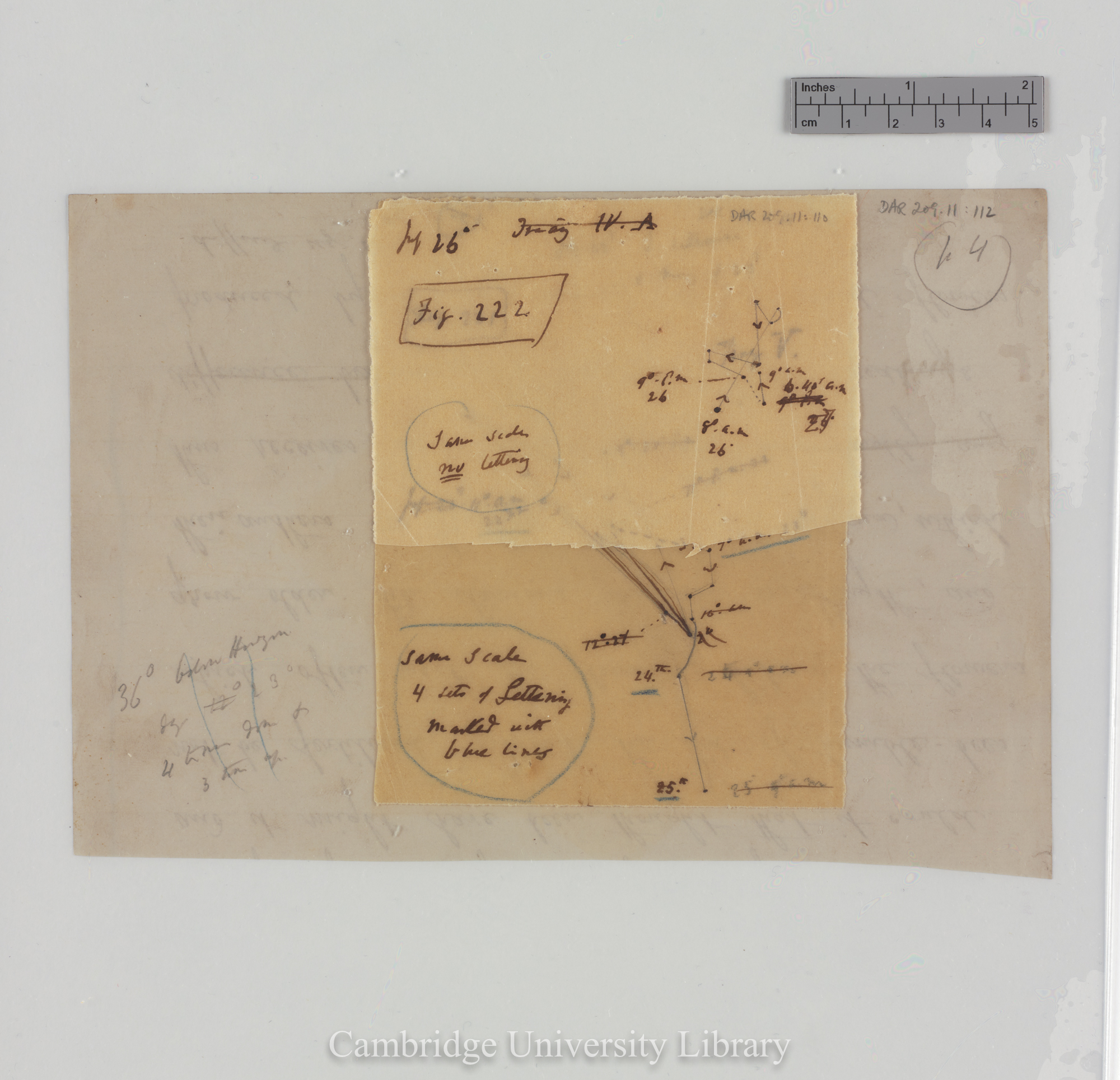 Trifolium subterraneum [figs 221-222] [tracings with backing sheet]