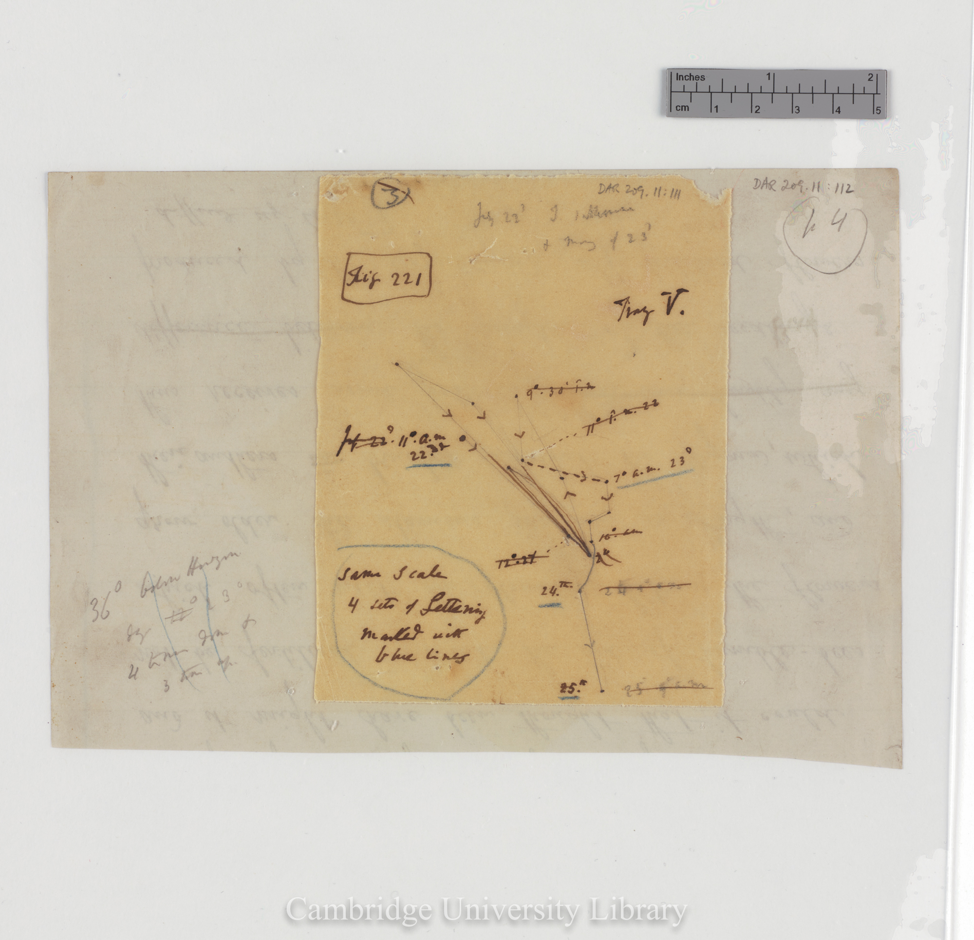 Trifolium subterraneum [fig 221] [tracing with backing sheet]