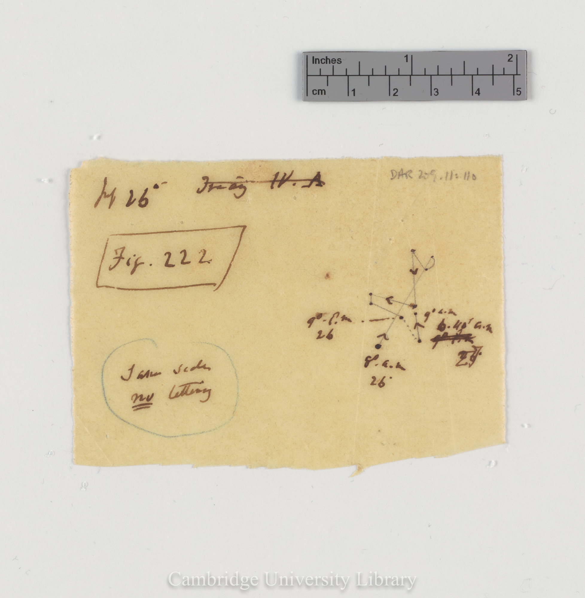 Trifolium subterraneum [fig 222] [tracing]