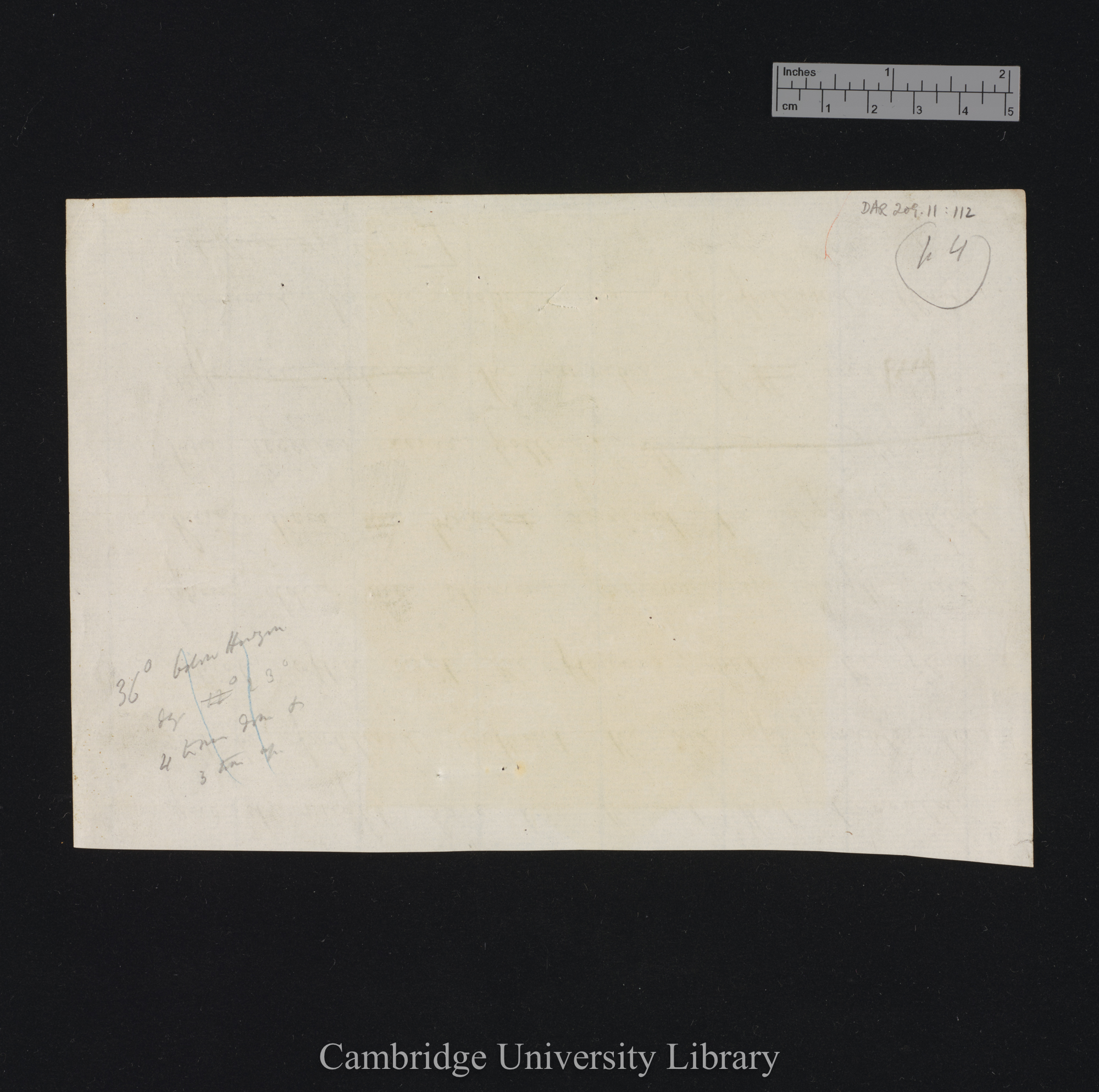 Trifolium subterraneum [fig 221] [backing sheet]