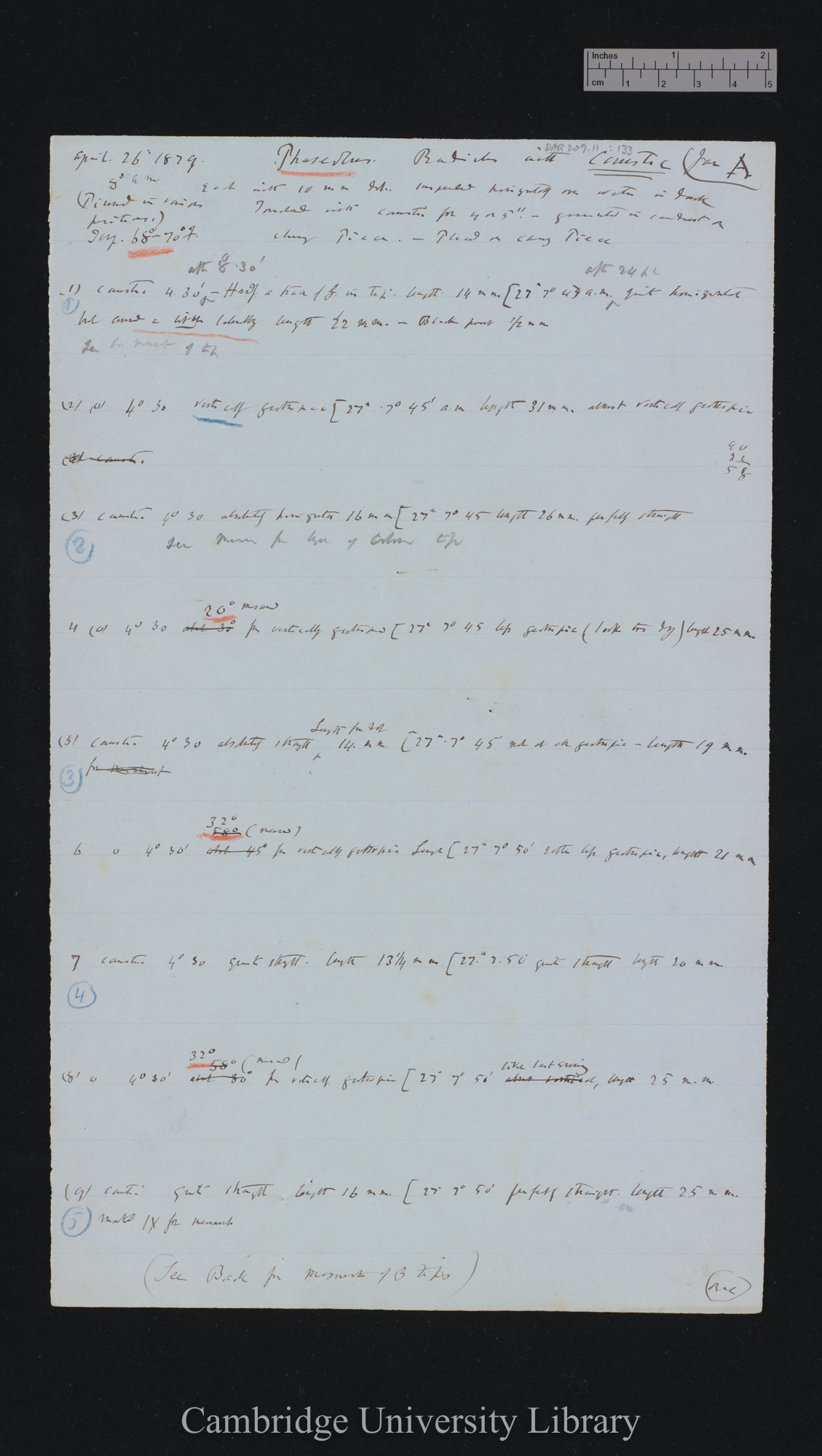 Phaseolus [application of caustic]