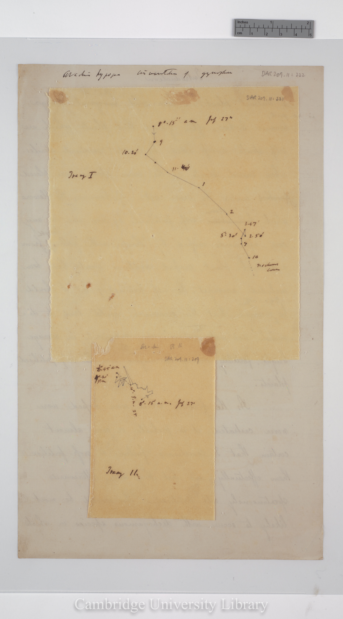 Arachis hypogaea [tracings and backing sheet]