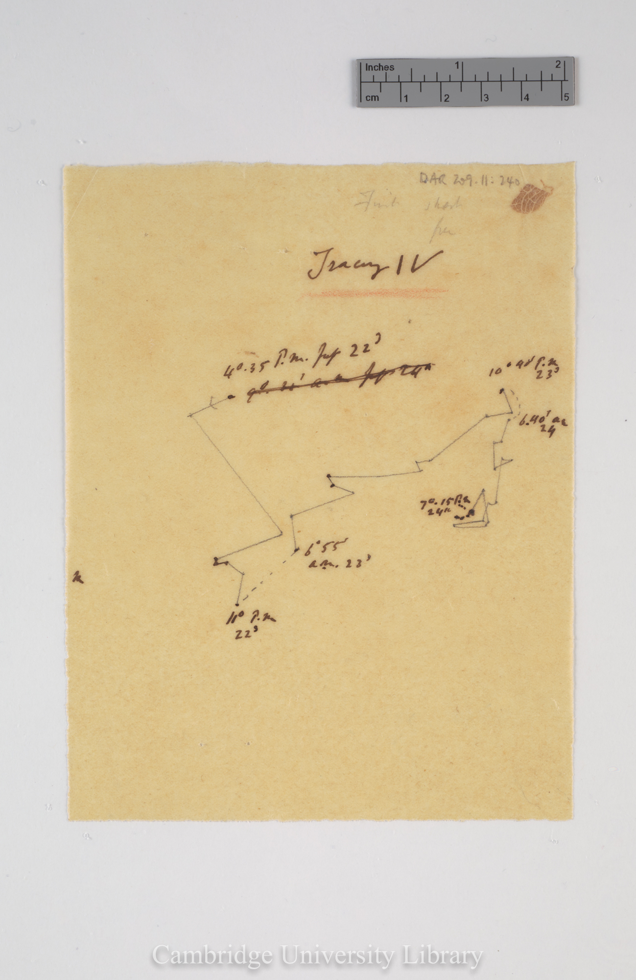 Trifolium subterraneum [tracing]