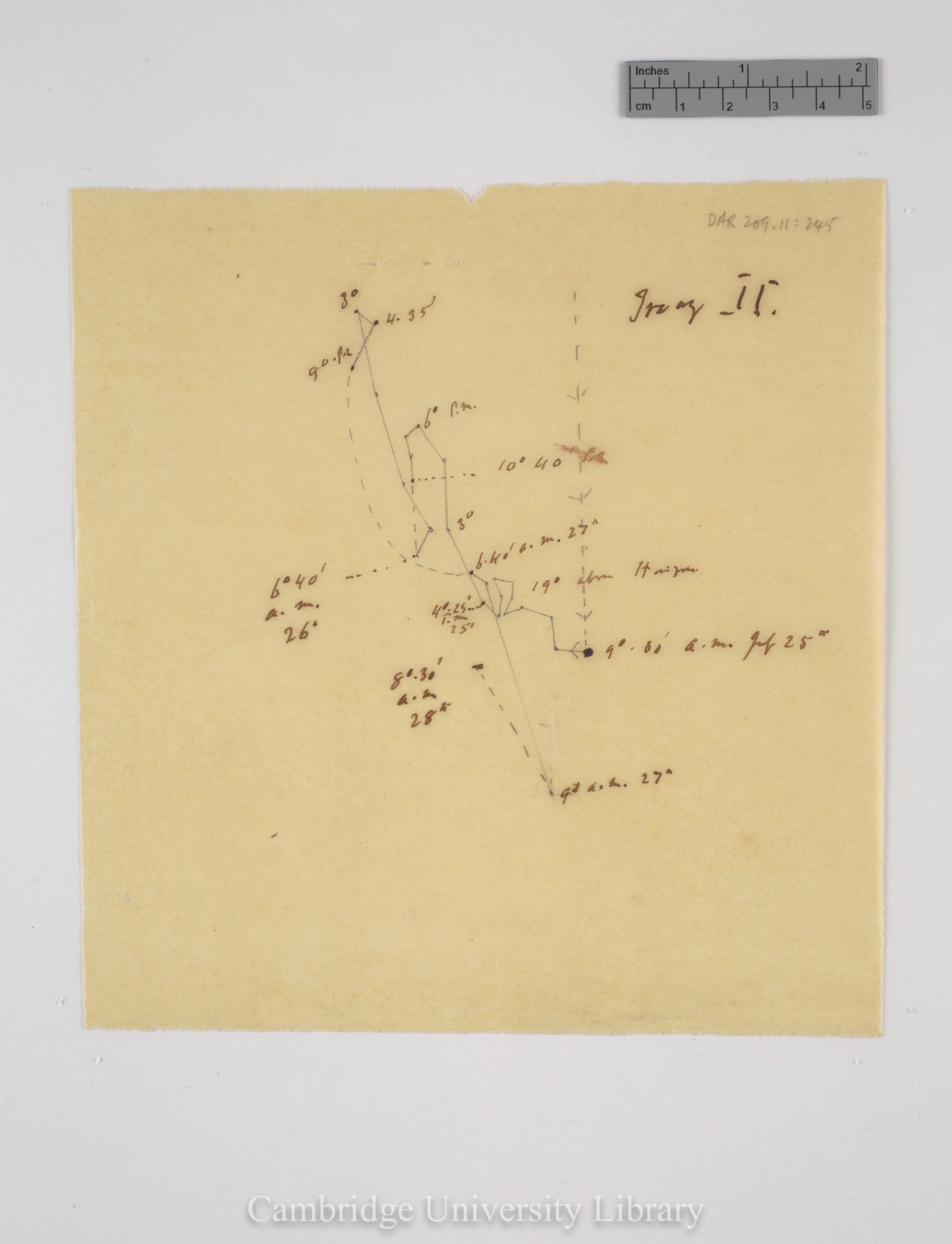 Trifolium subterraneum [tracing]