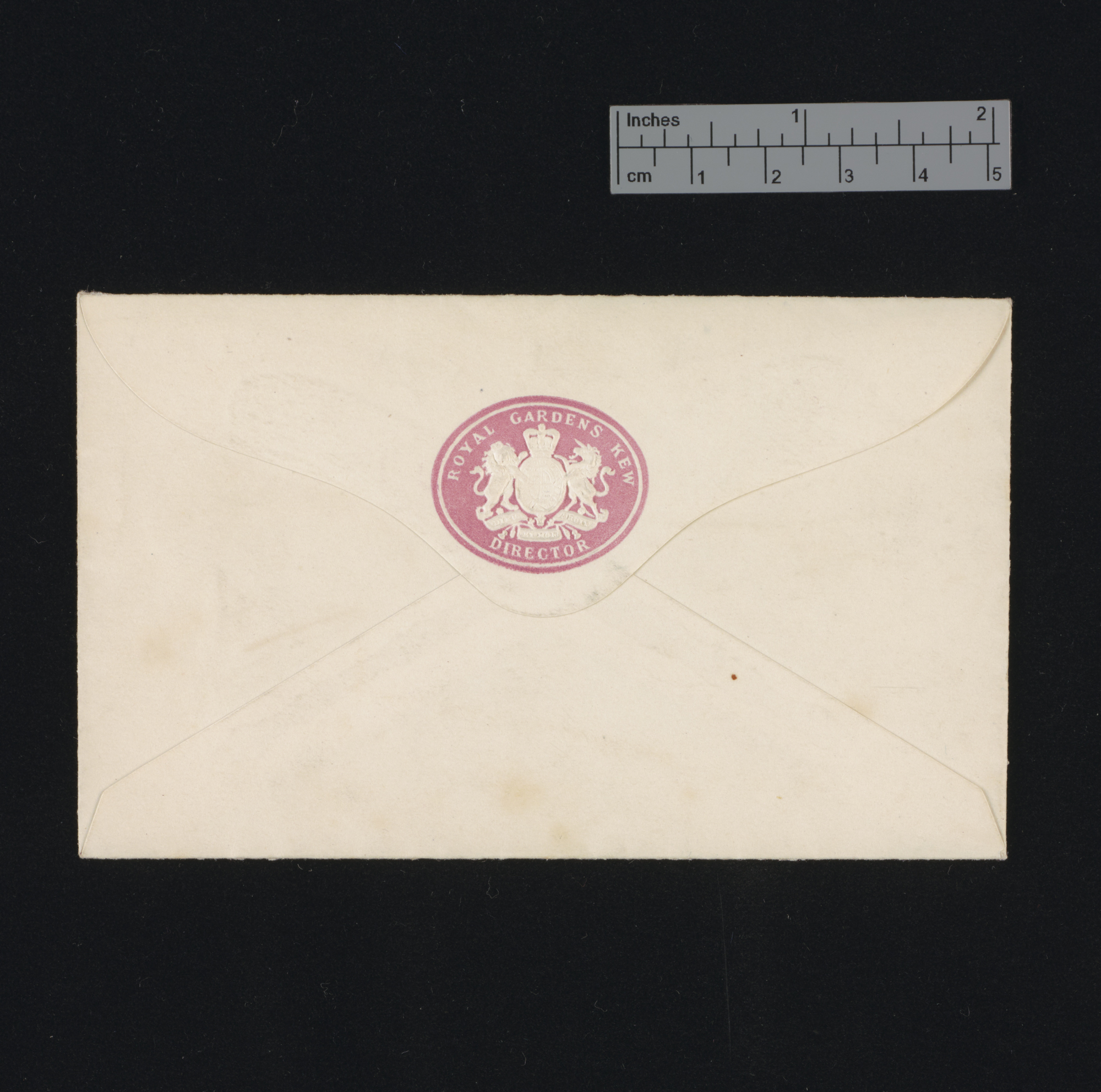 Polypodium aureum [envelope]