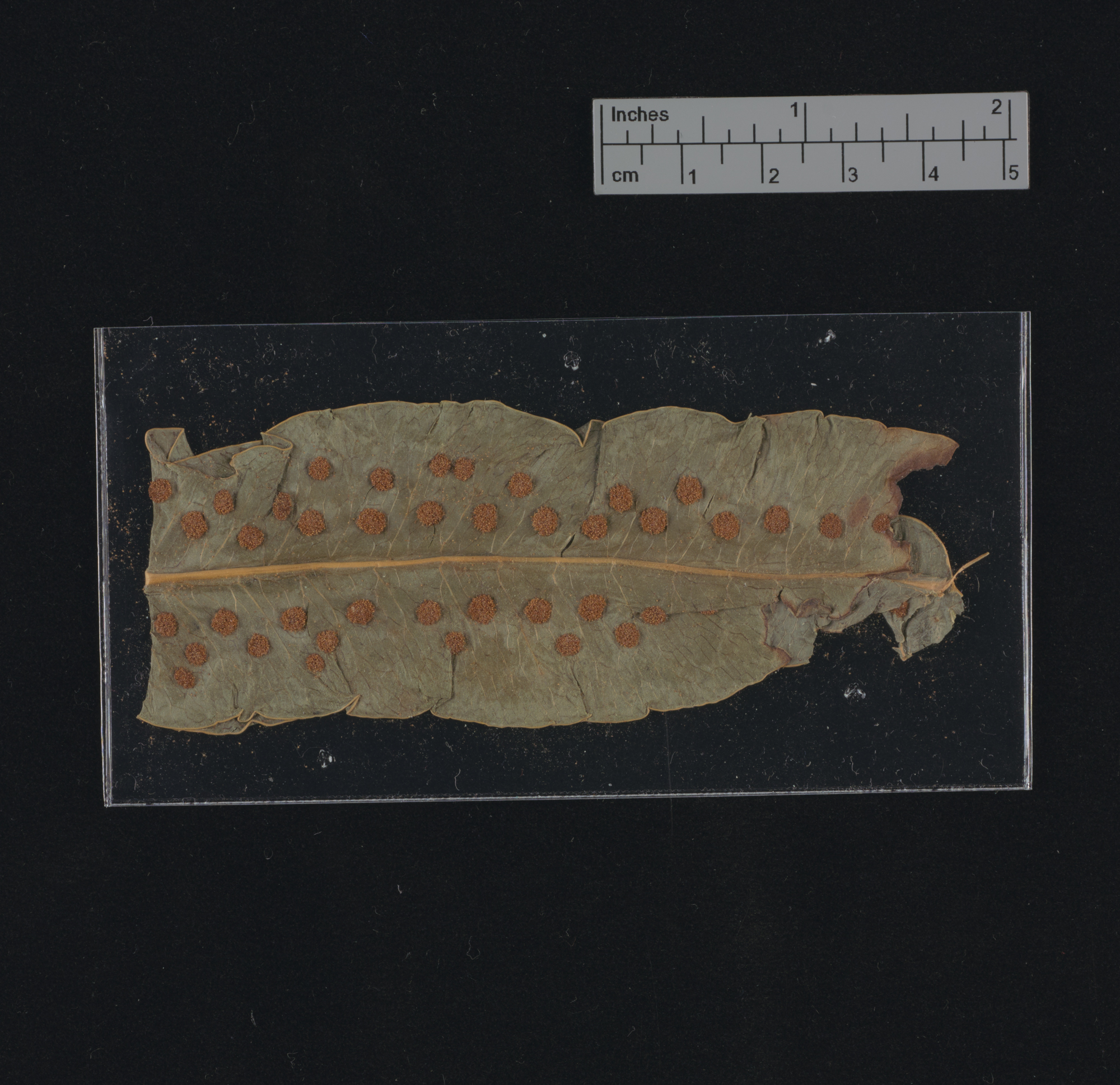 Polypodium aureum [specimen]