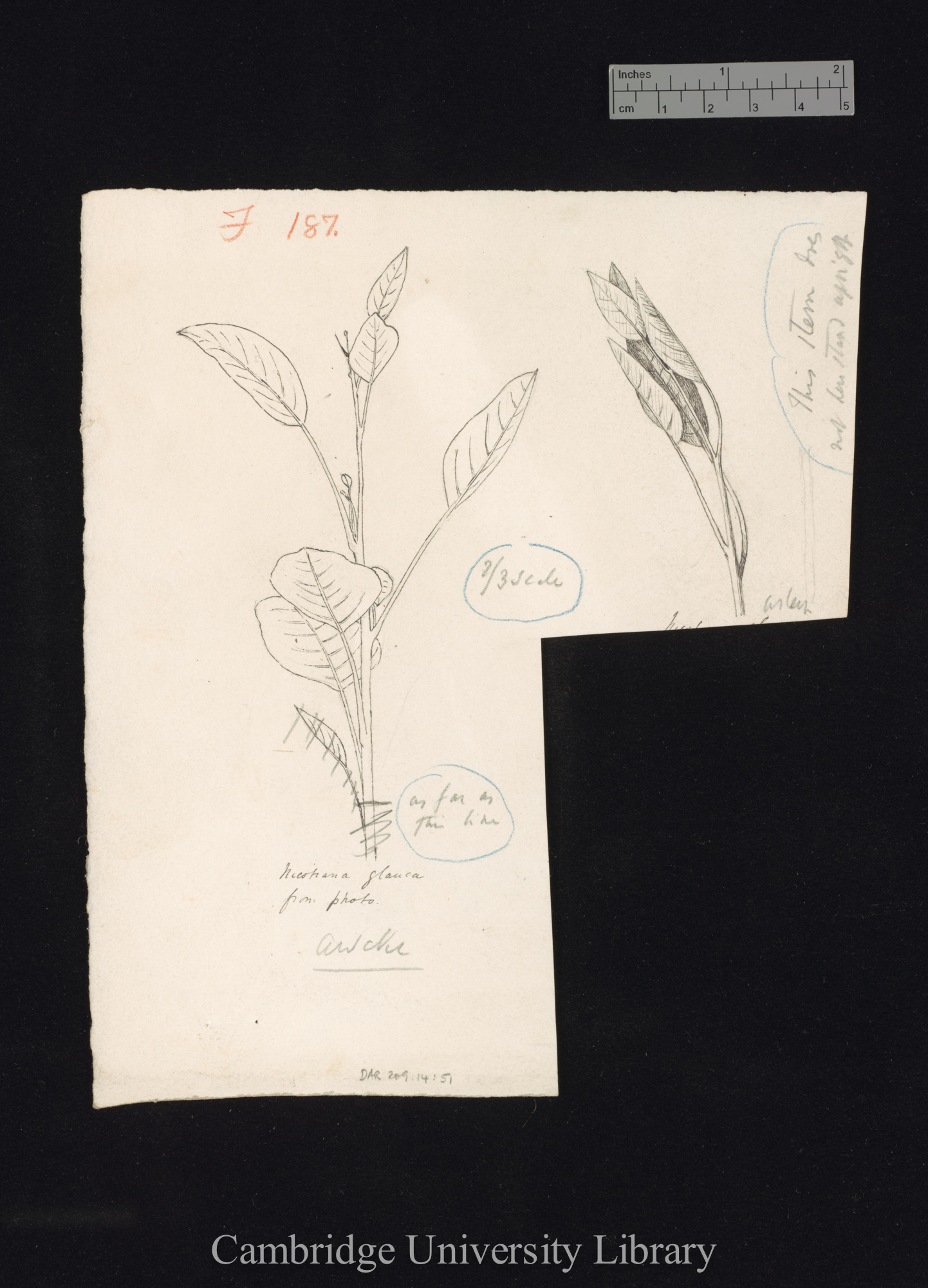 Nicotiana glauca [fig 187]