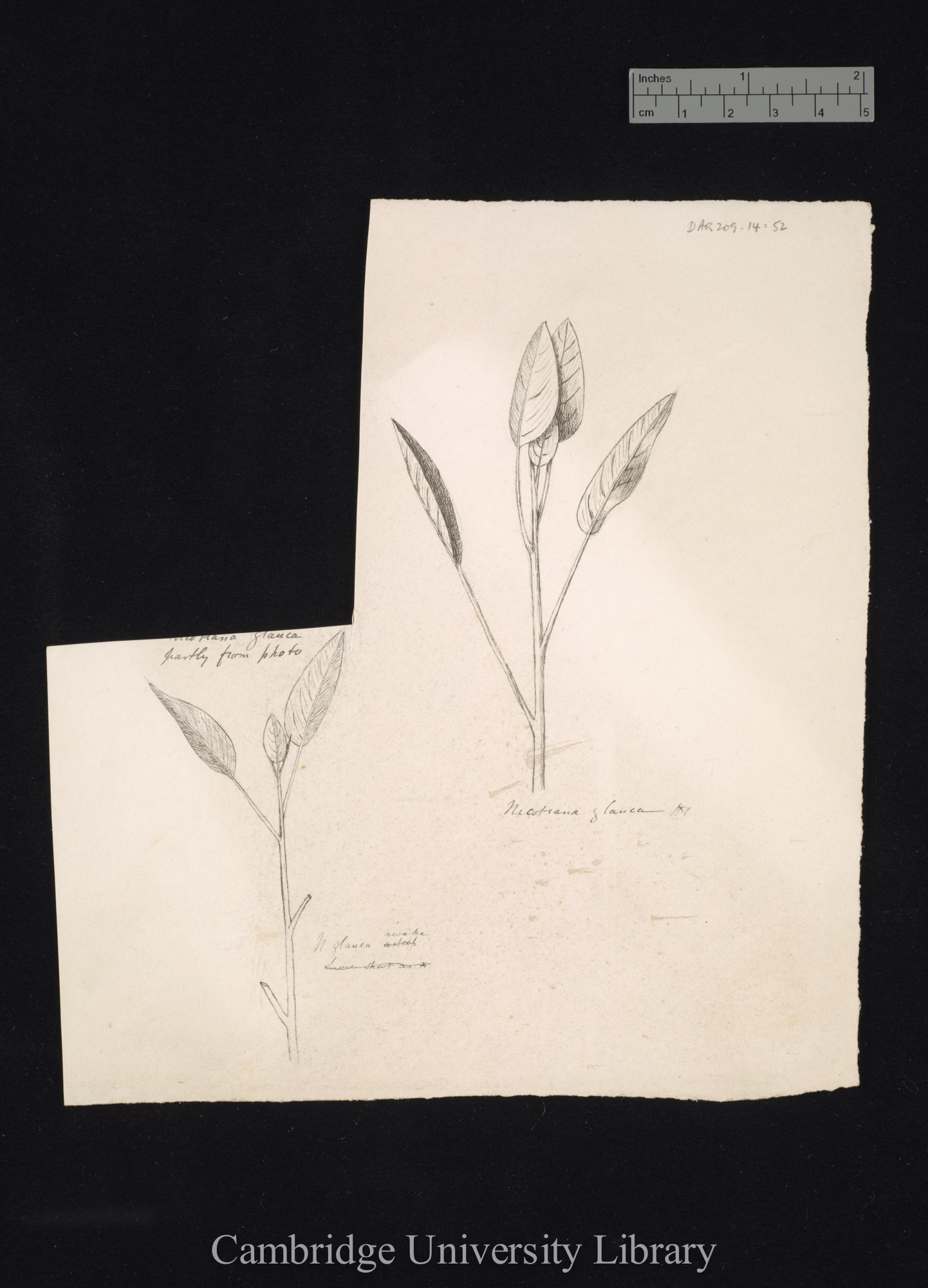 Nicotiana glauca [fig 187]