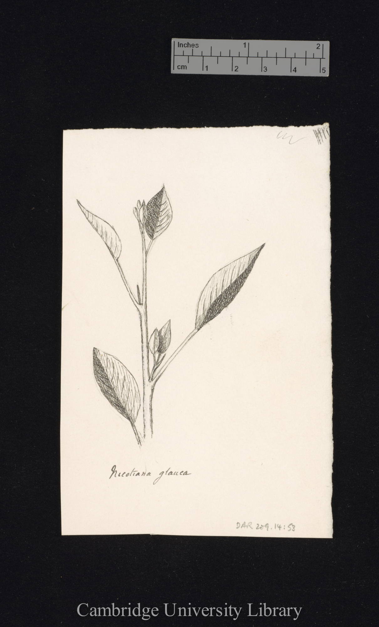 Nicotiana glauca [fig 187]