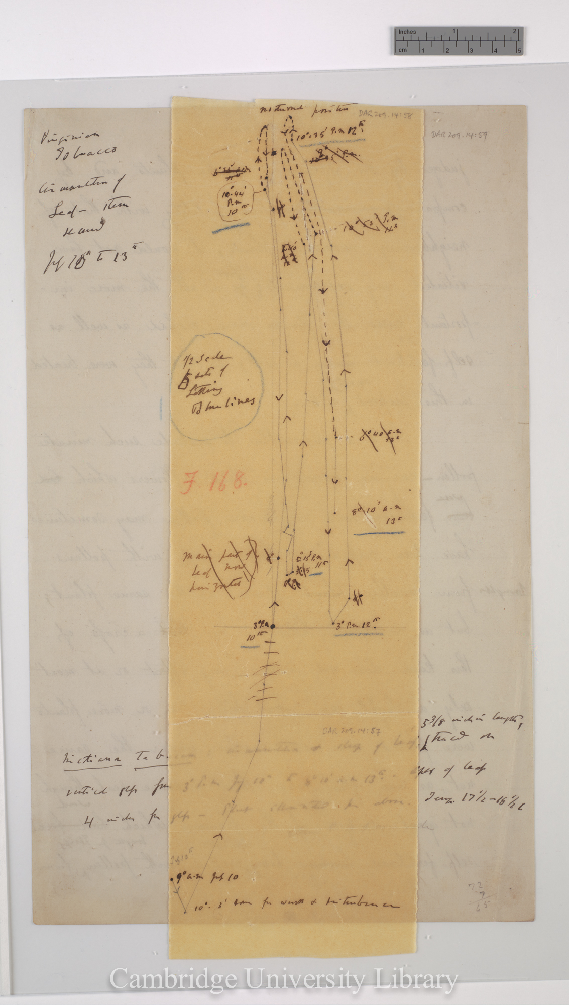 Nicotiana virginica [fig 168] [tracing with backing sheet]