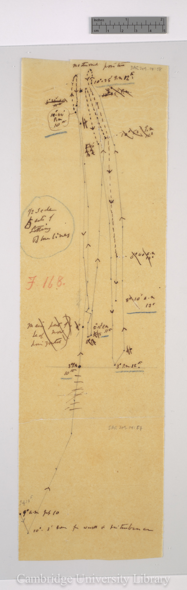 Nicotiana virginica [fig 168] [tracing]