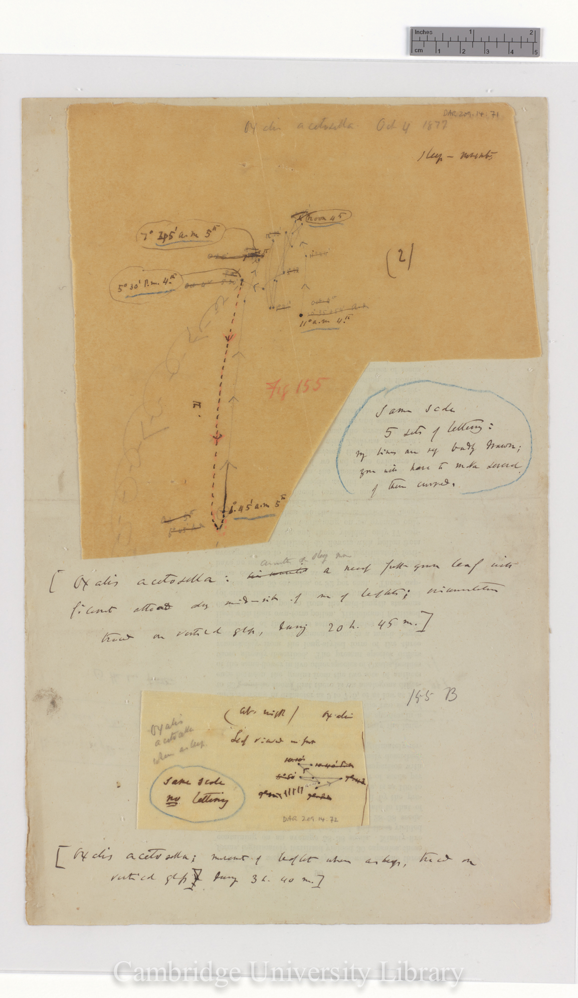 Oxalis acetosella [fig 155] [tracings with backing sheet]