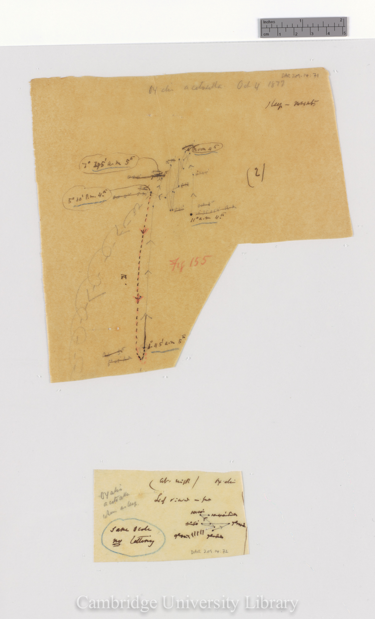 Oxalis acetosella [fig 155] [tracings]