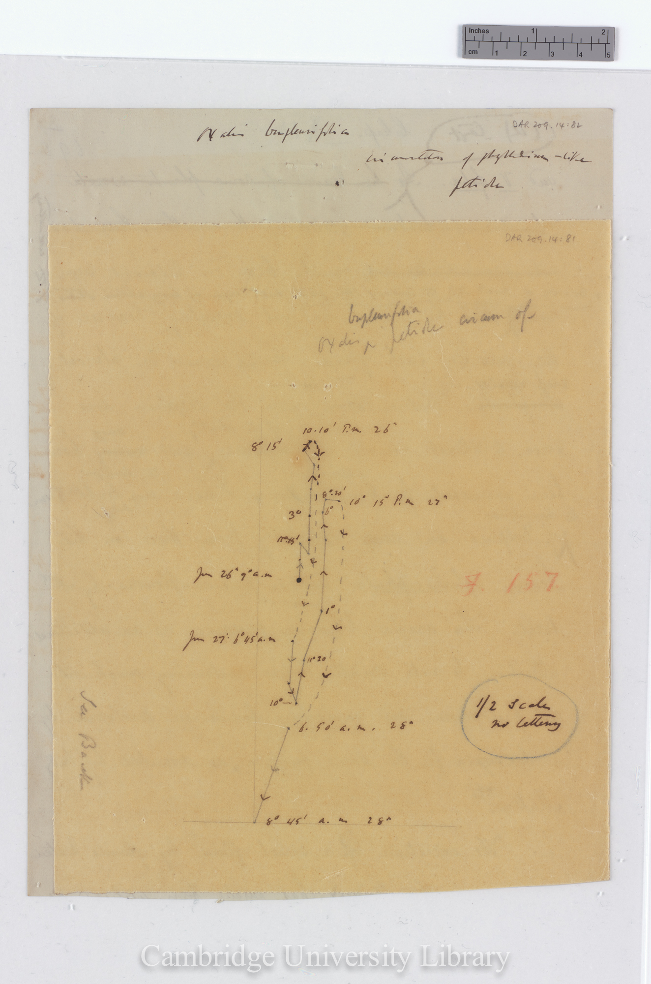 Oxalis bupleurifolia [fig157] [tracing with backing sheet]