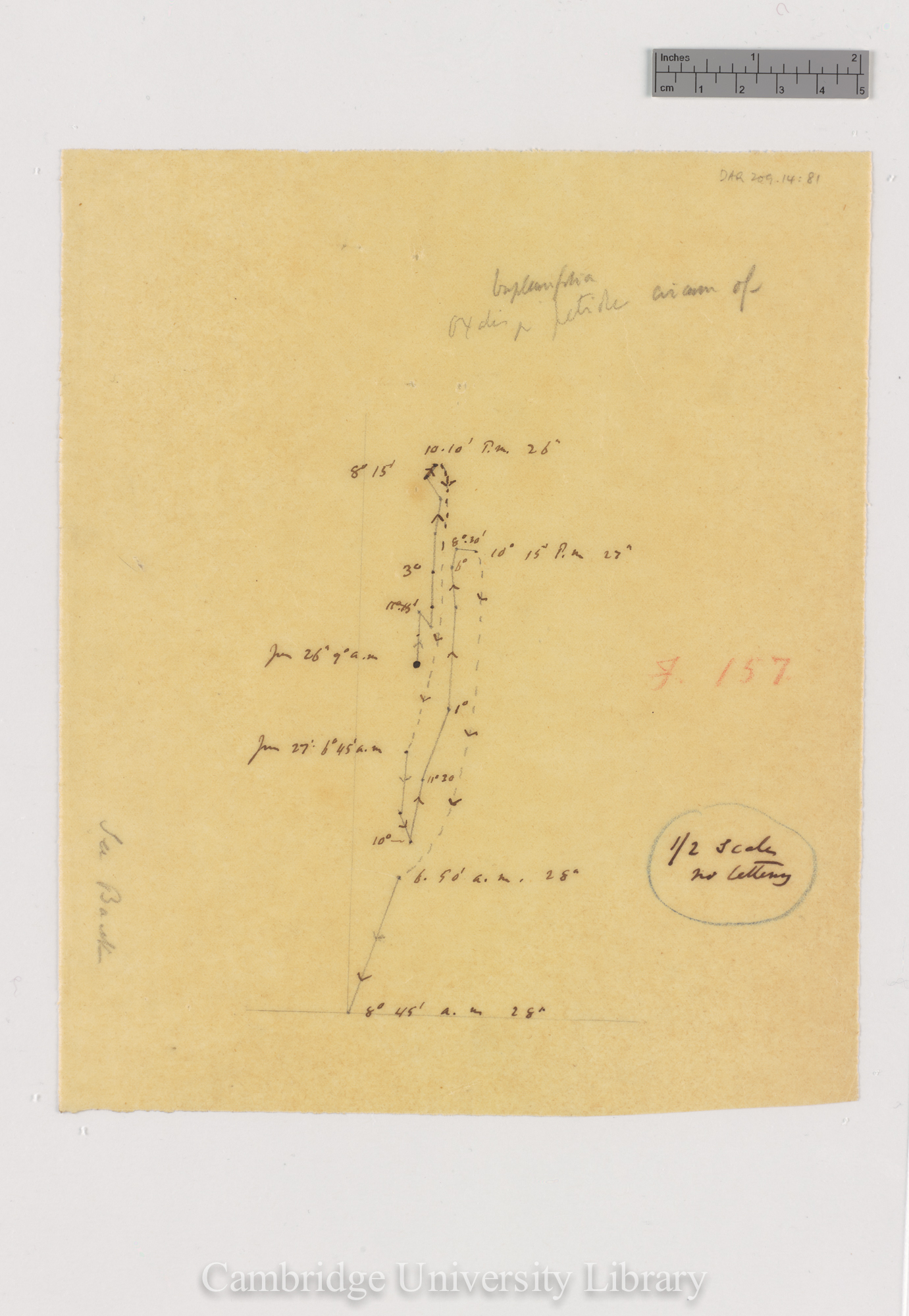 Oxalis bupleurifolia [fig157] [tracing]