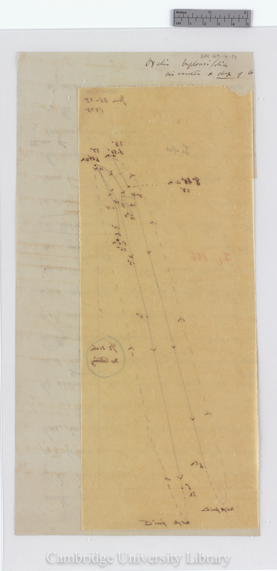 Oxalis bupleurifolia [fig 156] [tracing with backing sheet]