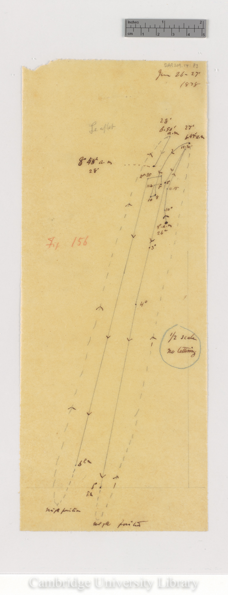 Oxalis bupleurifolia [fig 156] [tracing]