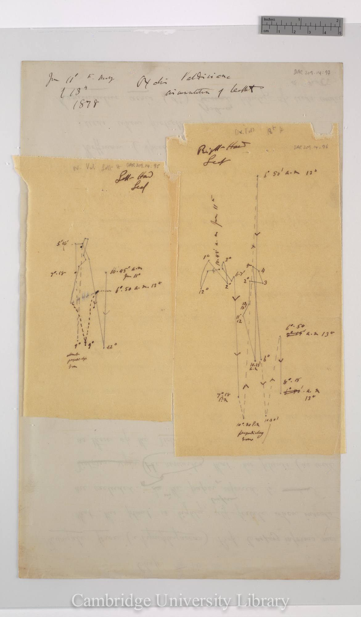 Oxalis valdiviana [tracings with backing sheet]